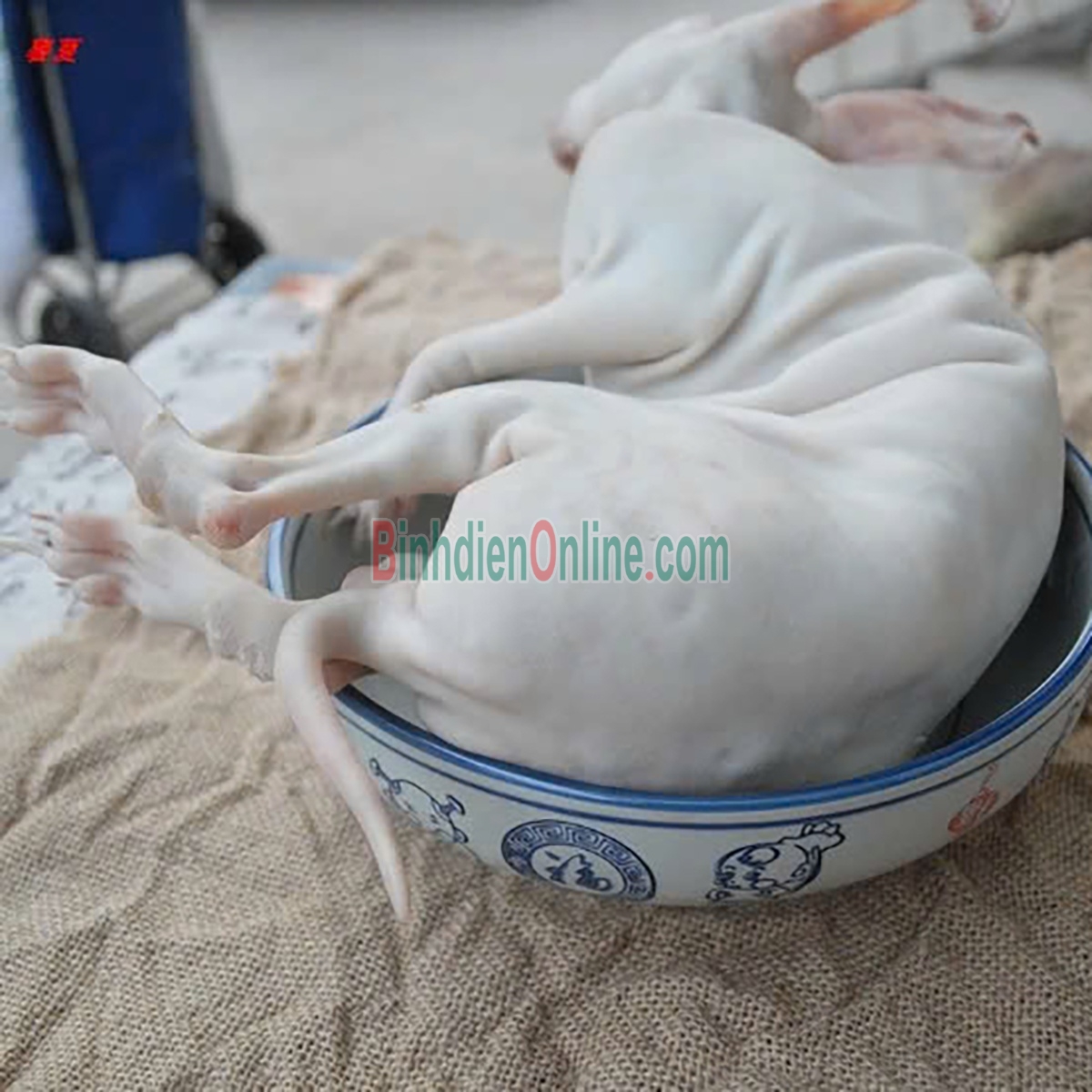 Thỏ làm sạch nguyên con  hảo hạng, nuôi an toàn 2-2,5 kg/con Xuất xứ Tây Ninh