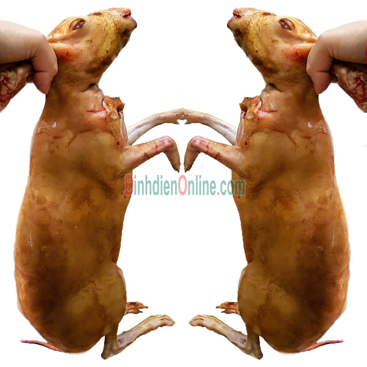 Thỏ làm sạch nguyên con  tươi ngon, nuôi an toàn 2-2,5 kg/con Xuất xứ Tây Ninh