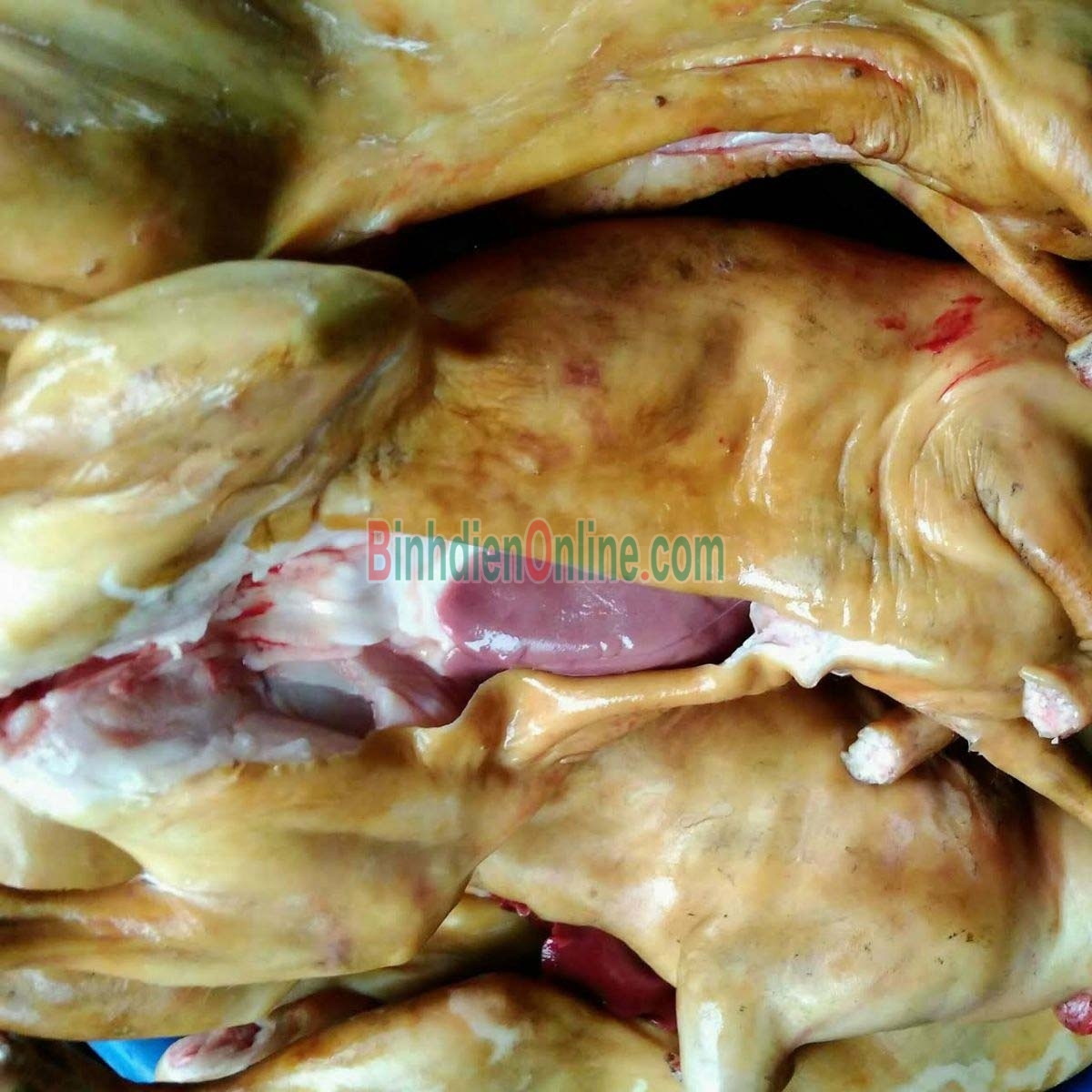 Thỏ làm sạch nguyên con  loại 1, nuôi an toàn 2-2,5 kg/con Xuất xứ Ninh Thuận