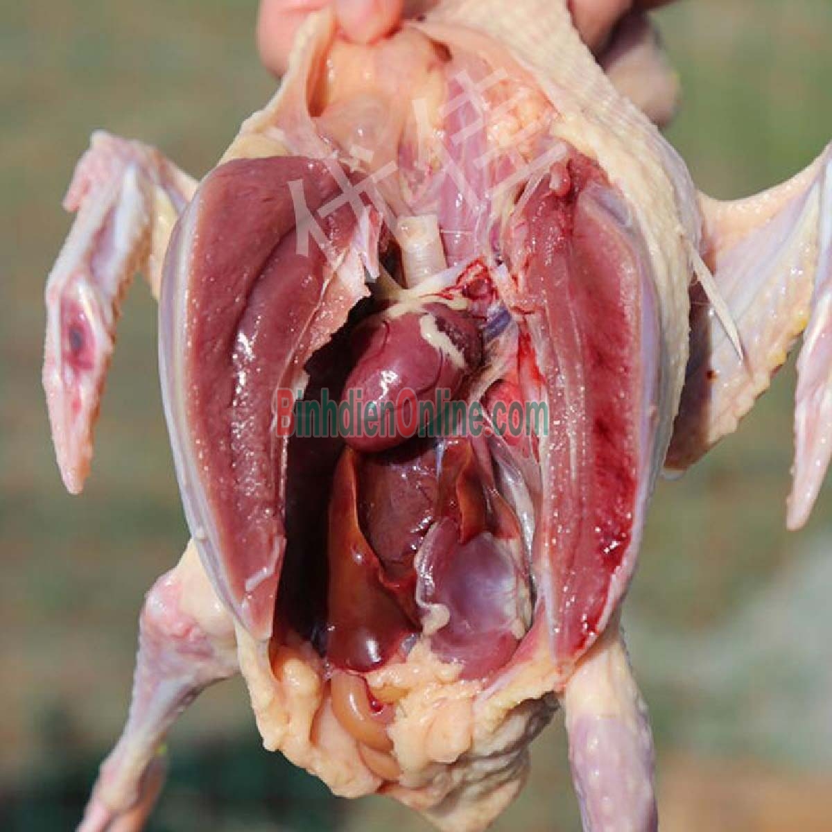 Chim cút làm sạch, tươi ngon giá tốt Loại trung Xuất xứ Long An