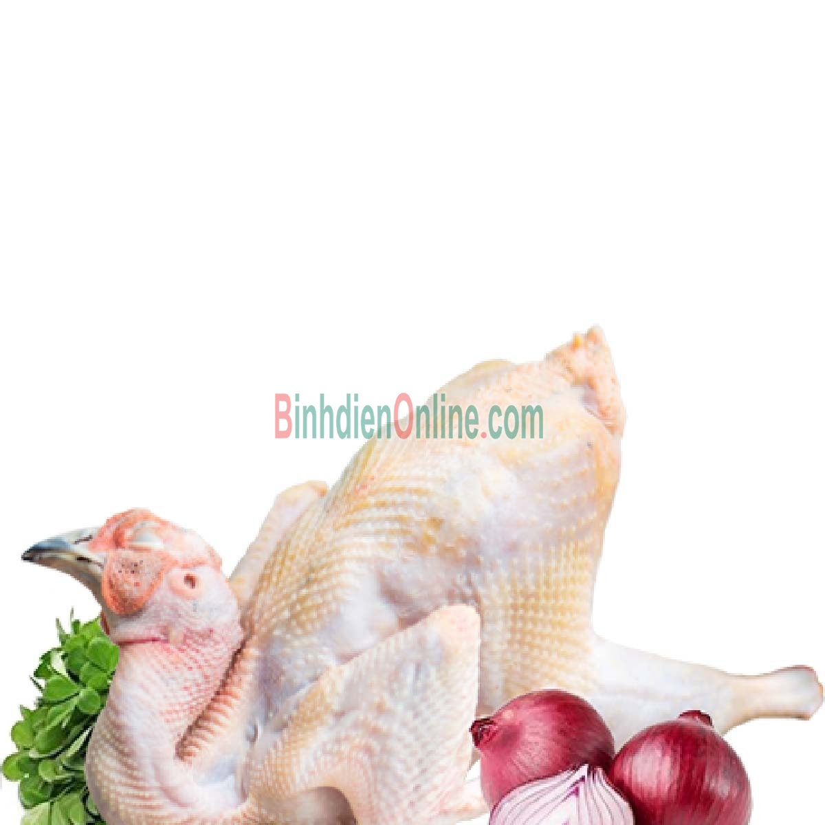 Chim trĩ xanh còn sống đảm bảo ngon 1,2-1,5 kg/con Xuất xứ Đồng Tháp
