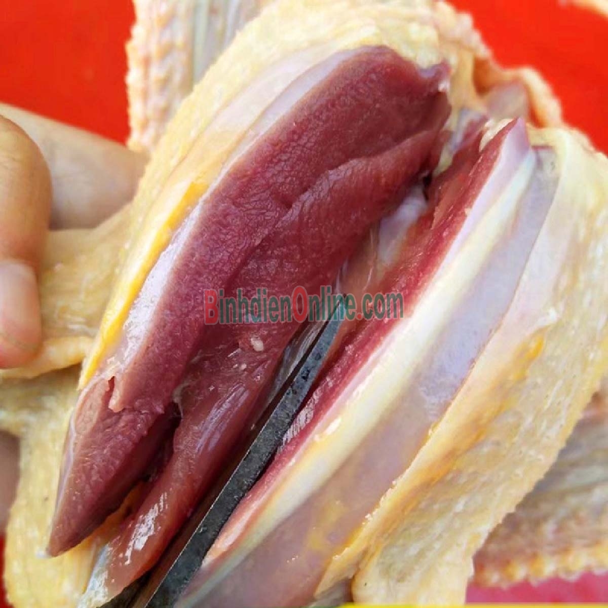 Chim bồ câu pháp làm sạch - loại 1 - bổ dưỡng 300-400 gr/con Xuất xứ Đồng Tháp
