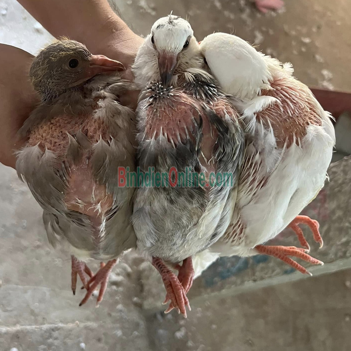 Chim bồ câu ta ra ràng làm sạch - loại 1 - bổ dưỡng 200-300 gr/con Xuất xứ Bình Dương
