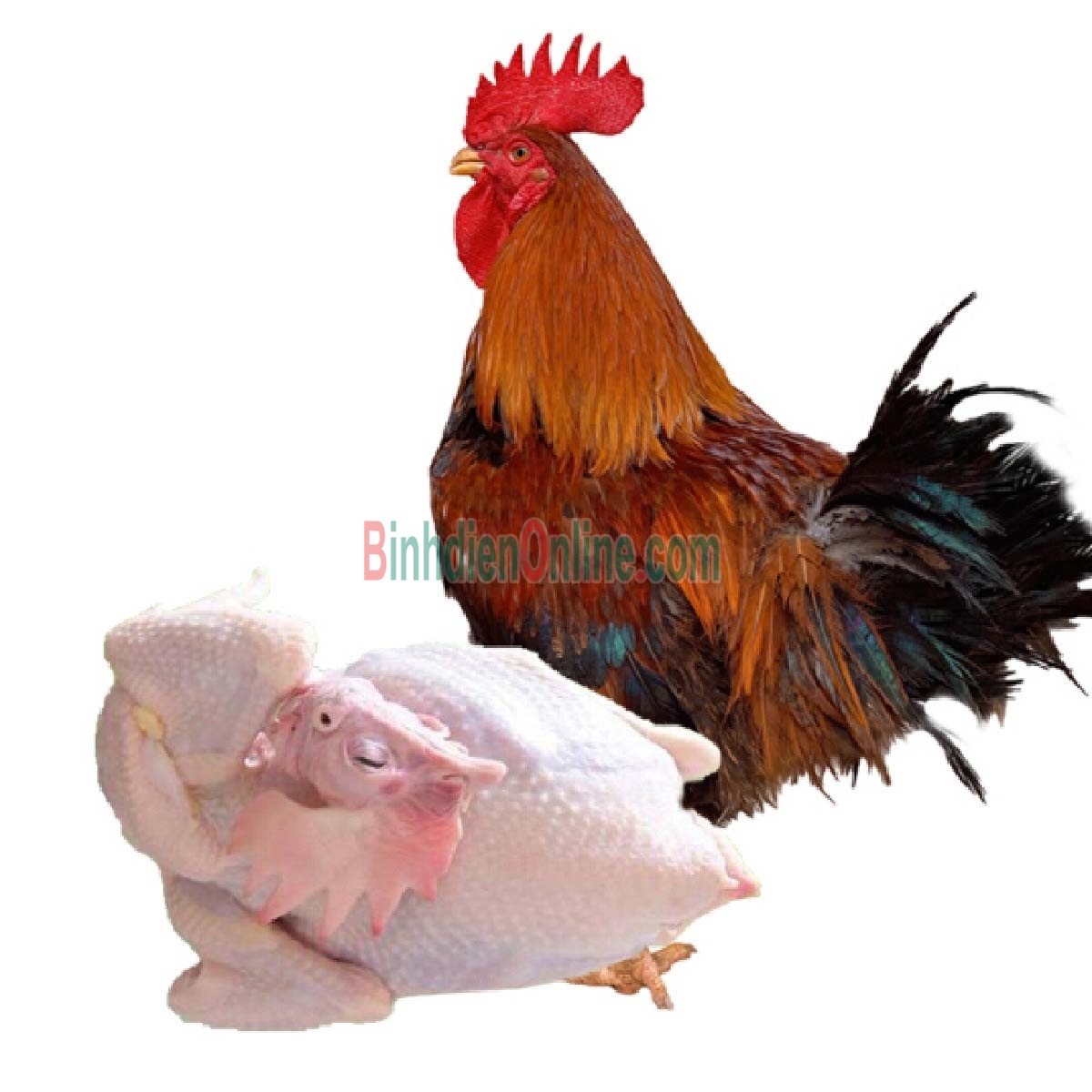 Gà ta thả vườn  đã làm sạch 1,5-2 kg/con Xuất xứ Bình Dương