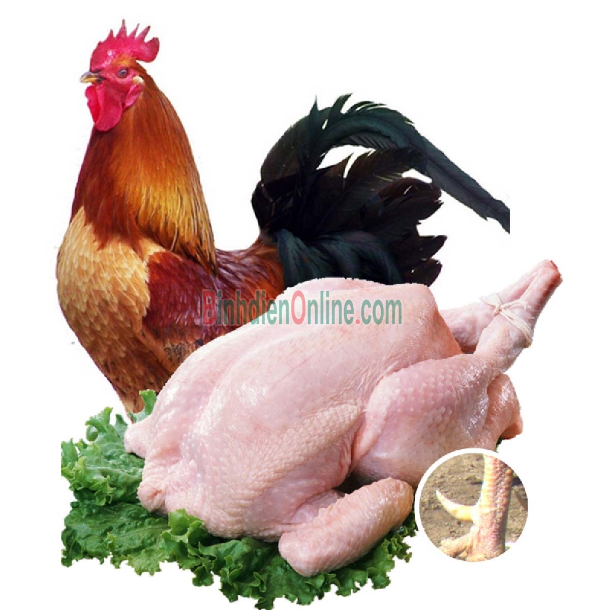 Gà ta thả vườn  sống, đảm bảo ngon 1-1,5 kg/con Xuất xứ Đồng Nai