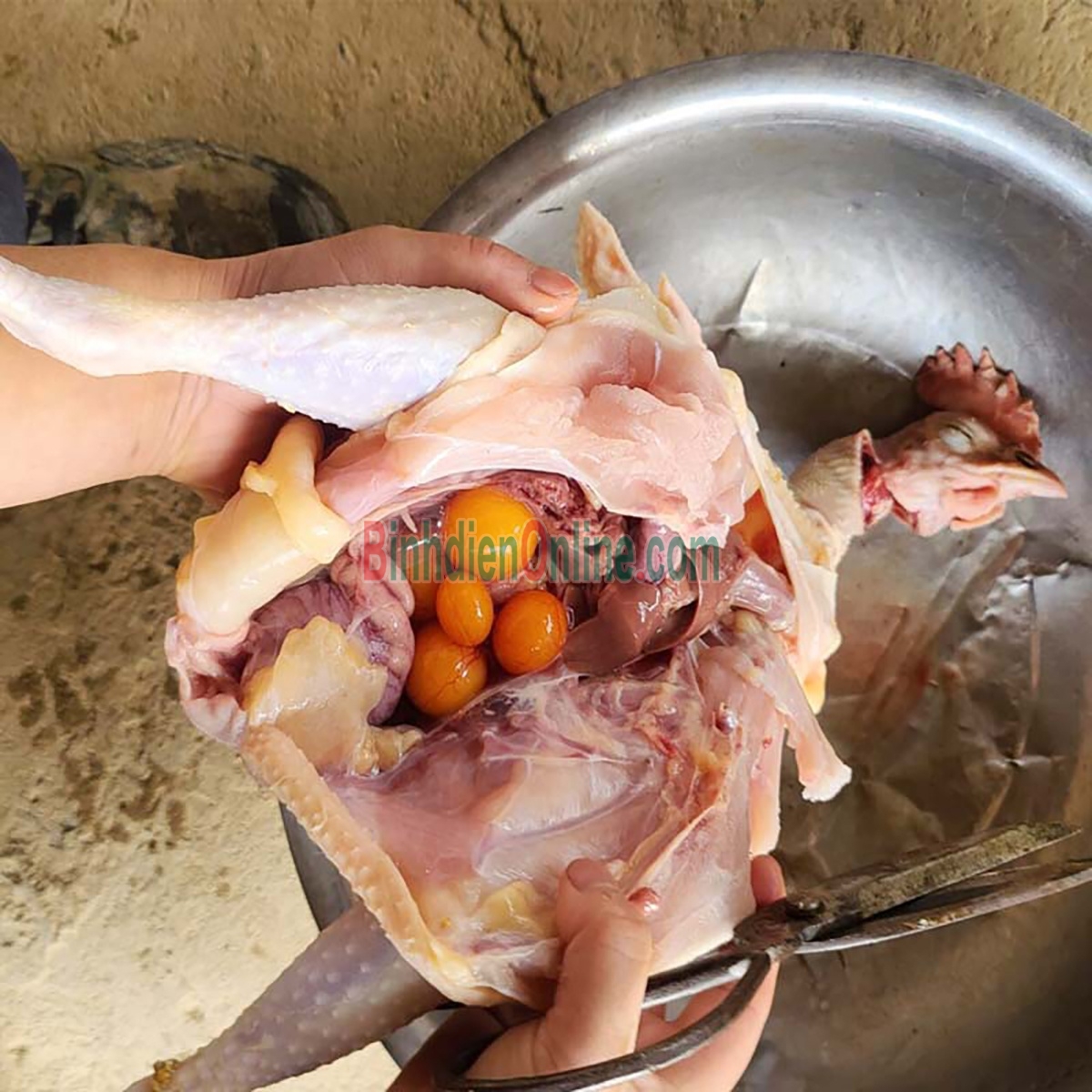 Gà ta nhà nuôi tự nhiên  sống 1,5-2 kg/con Xuất xứ Đồng Nai