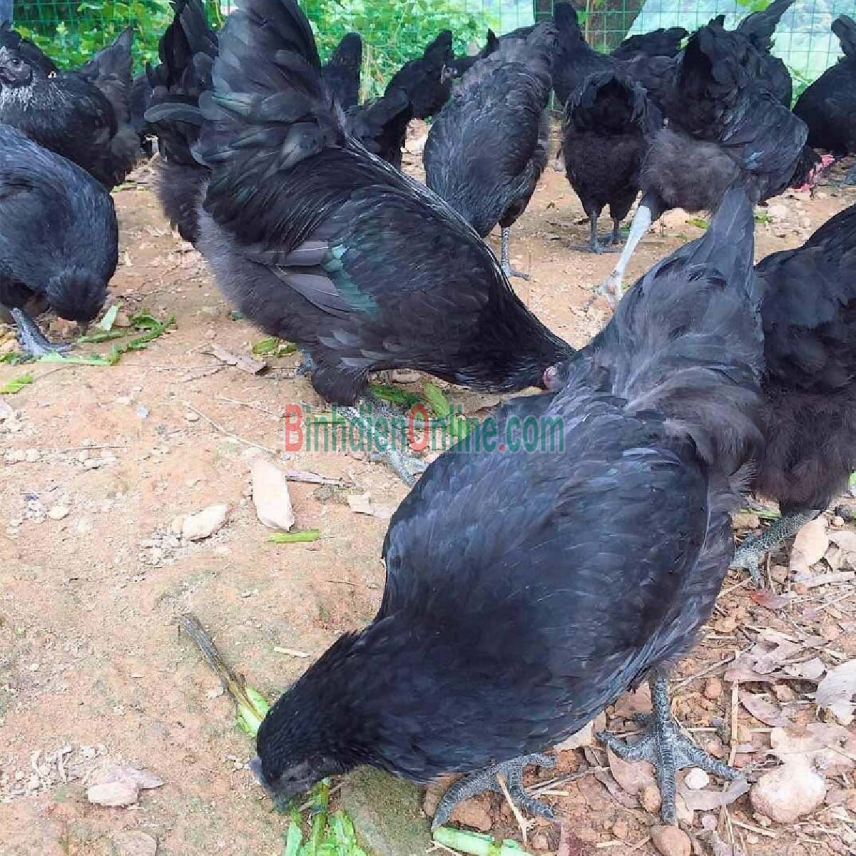 Gà ác sống nhà nuôi nuôi thiên nhiên an toàn 400-500 gr/con Xuất xứ Đồng Nai