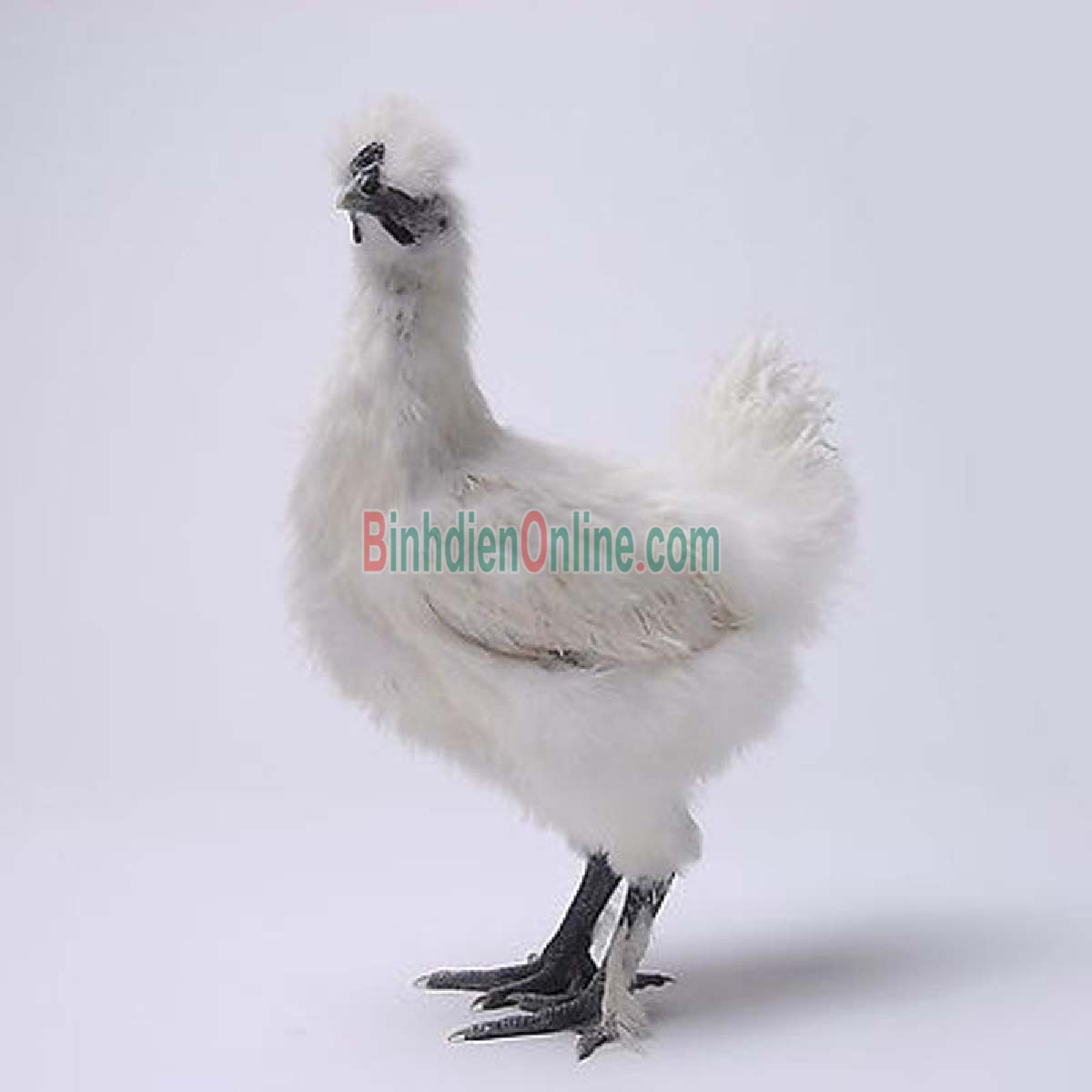 Gà ác nuôi an toàn VietGAP đã làm sạch 500-700 gr/con Xuất xứ Đồng Tháp