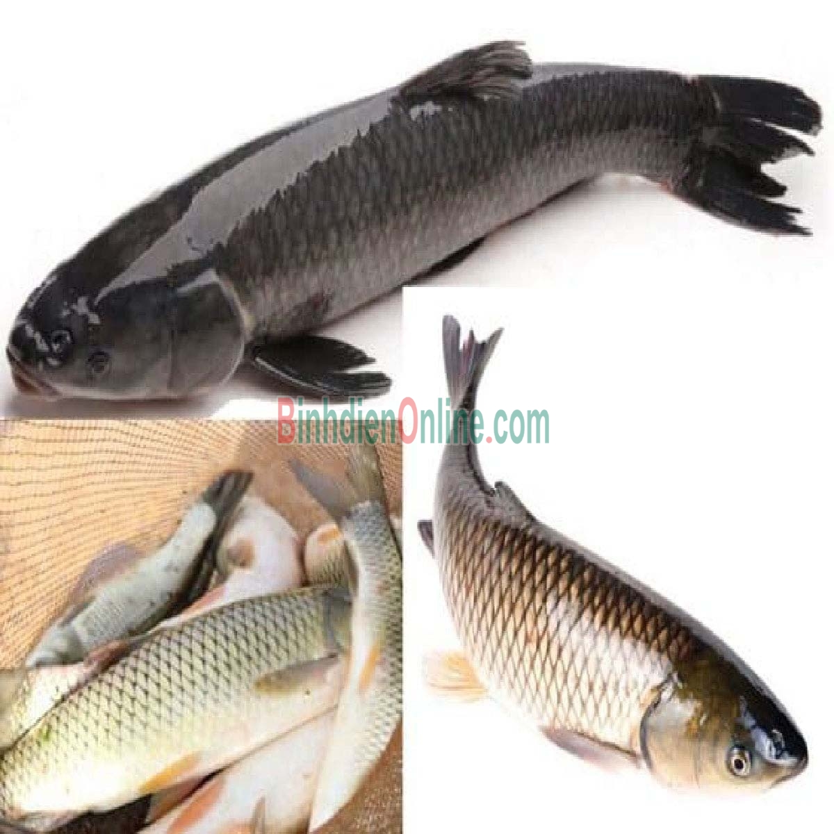 Cá trôi thiên nhiên sống, giá tốt và an toàn 3-3,5 kg/con Xuất xứ Đồng Tháp