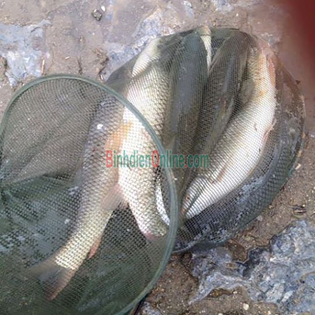 Cá trôi thiên nhiên sống, giá tốt và an toàn 2-2,5 kg/con Xuất xứ An Giang