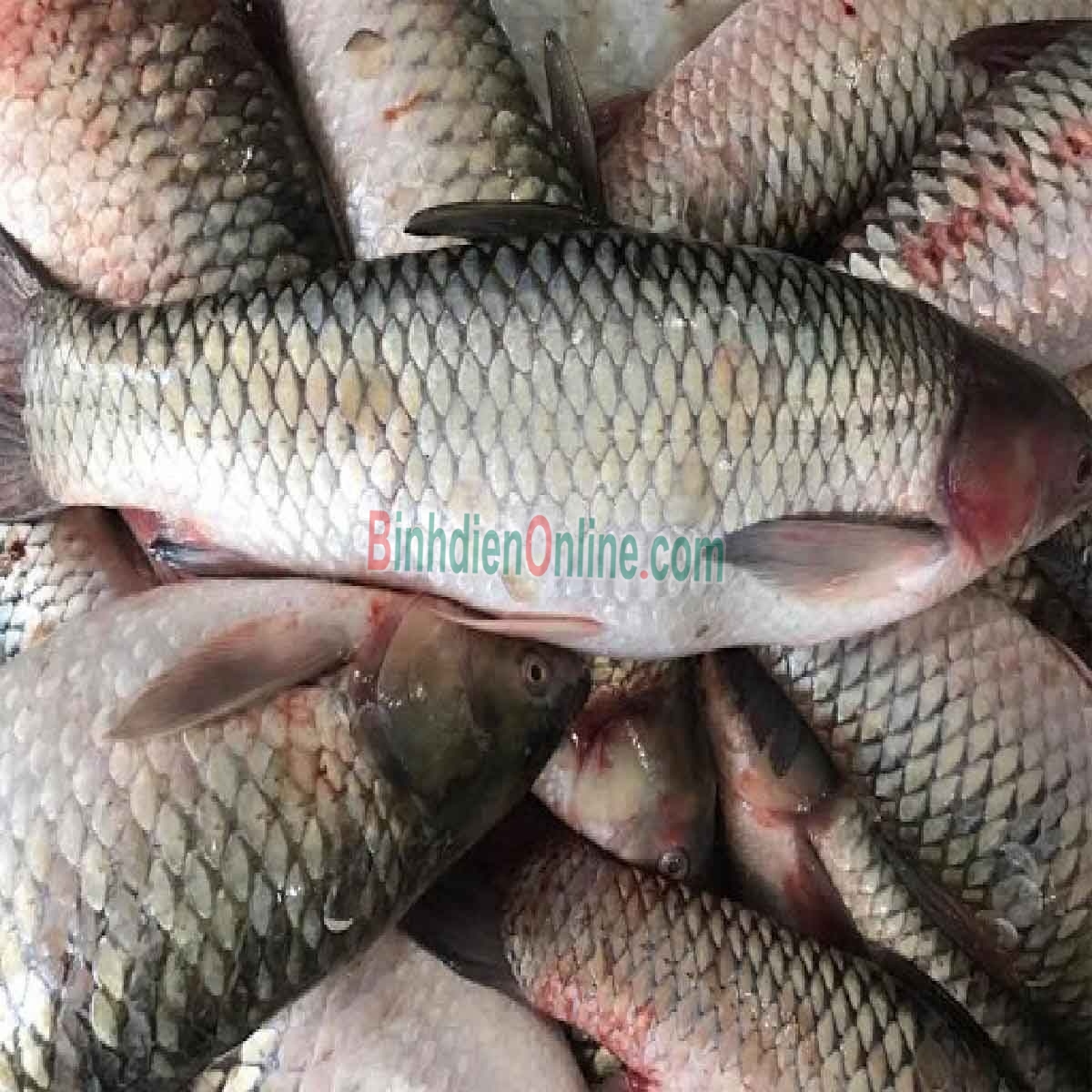 Cá trôi sống tự nhiên, vừa đánh bắt 2,5-3 kg/con Xuất xứ Tiền Giang