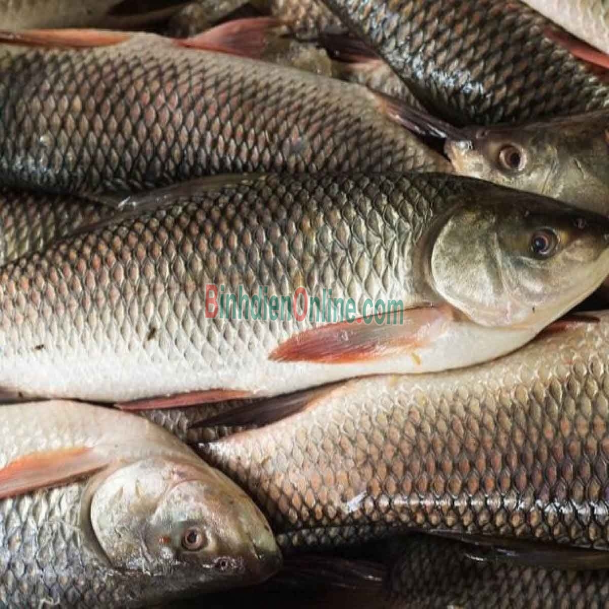 Cá trôi thiên nhiên sống, giá tốt và an toàn 2-2,5 kg/con Xuất xứ Tây Ninh
