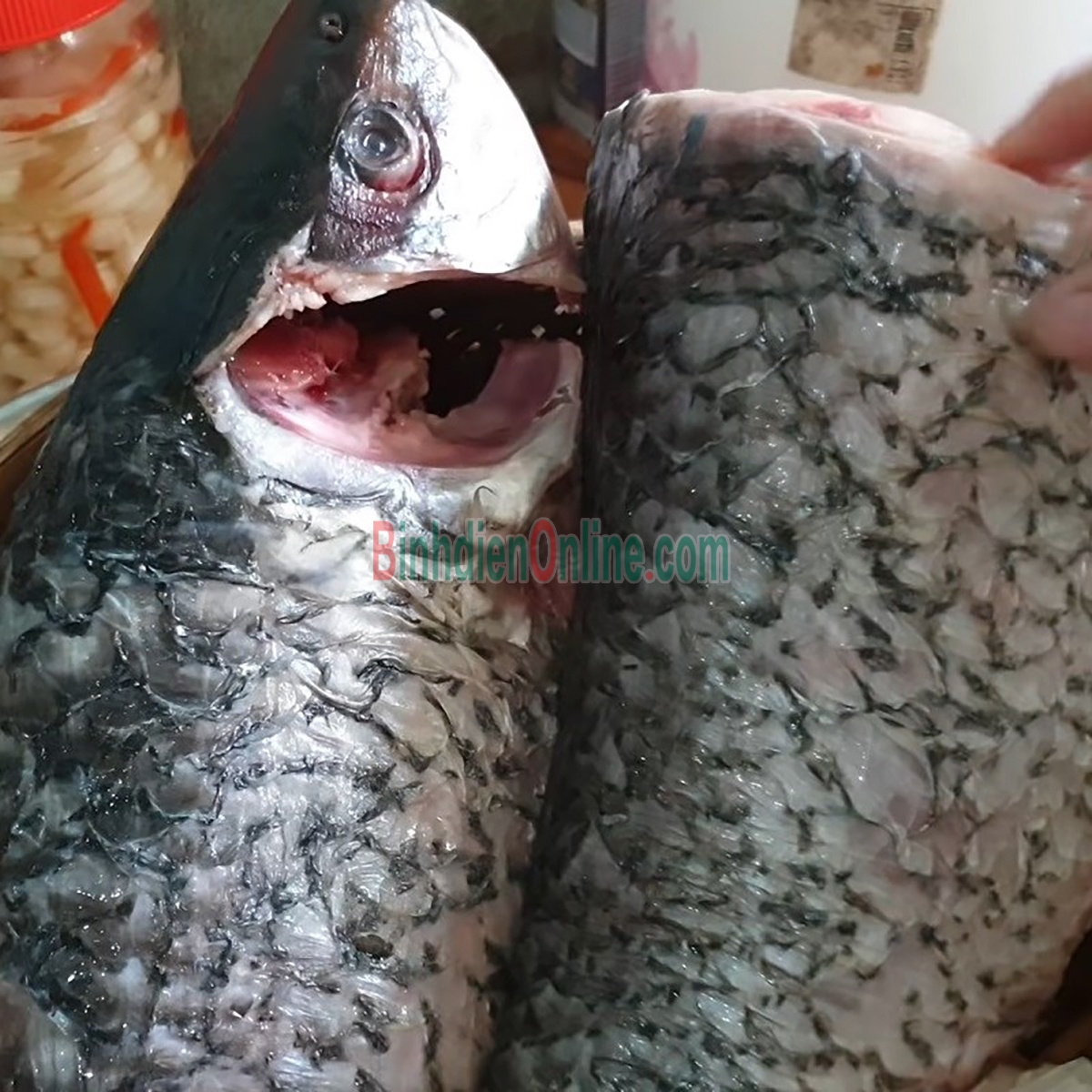 Cá trôi sống tự nhiên, vừa đánh bắt 4-5 kg/con Xuất xứ Tây Ninh
