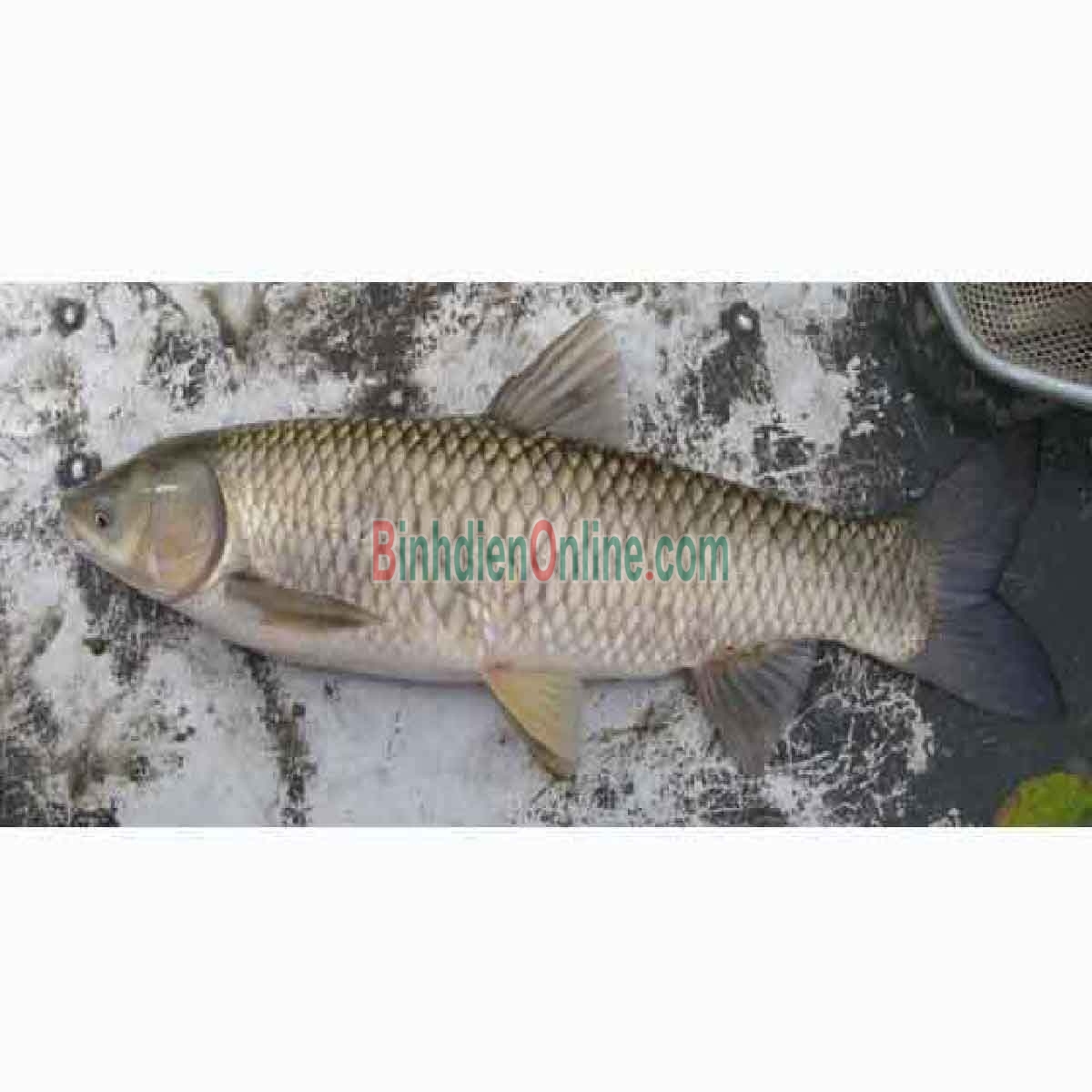 Cá trôi thiên nhiên sống, giá tốt và an toàn 3,5-4 kg/con Xuất xứ An Giang