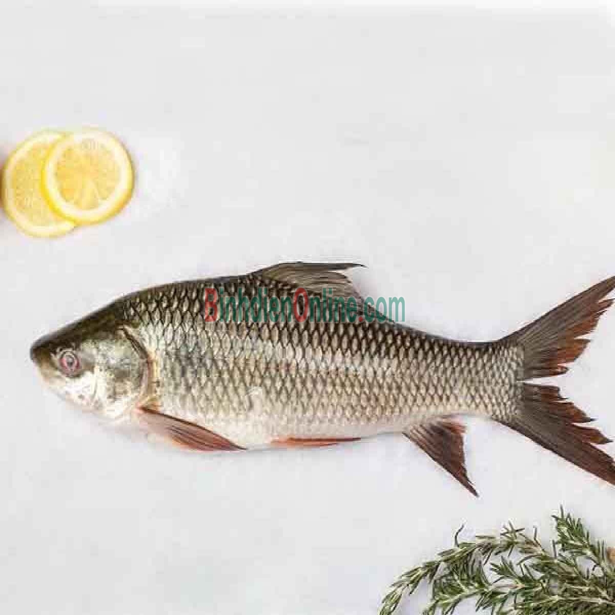 Cá trôi thiên nhiên sống, giá tốt và an toàn 2-2,5 kg/con Xuất xứ Đồng Tháp