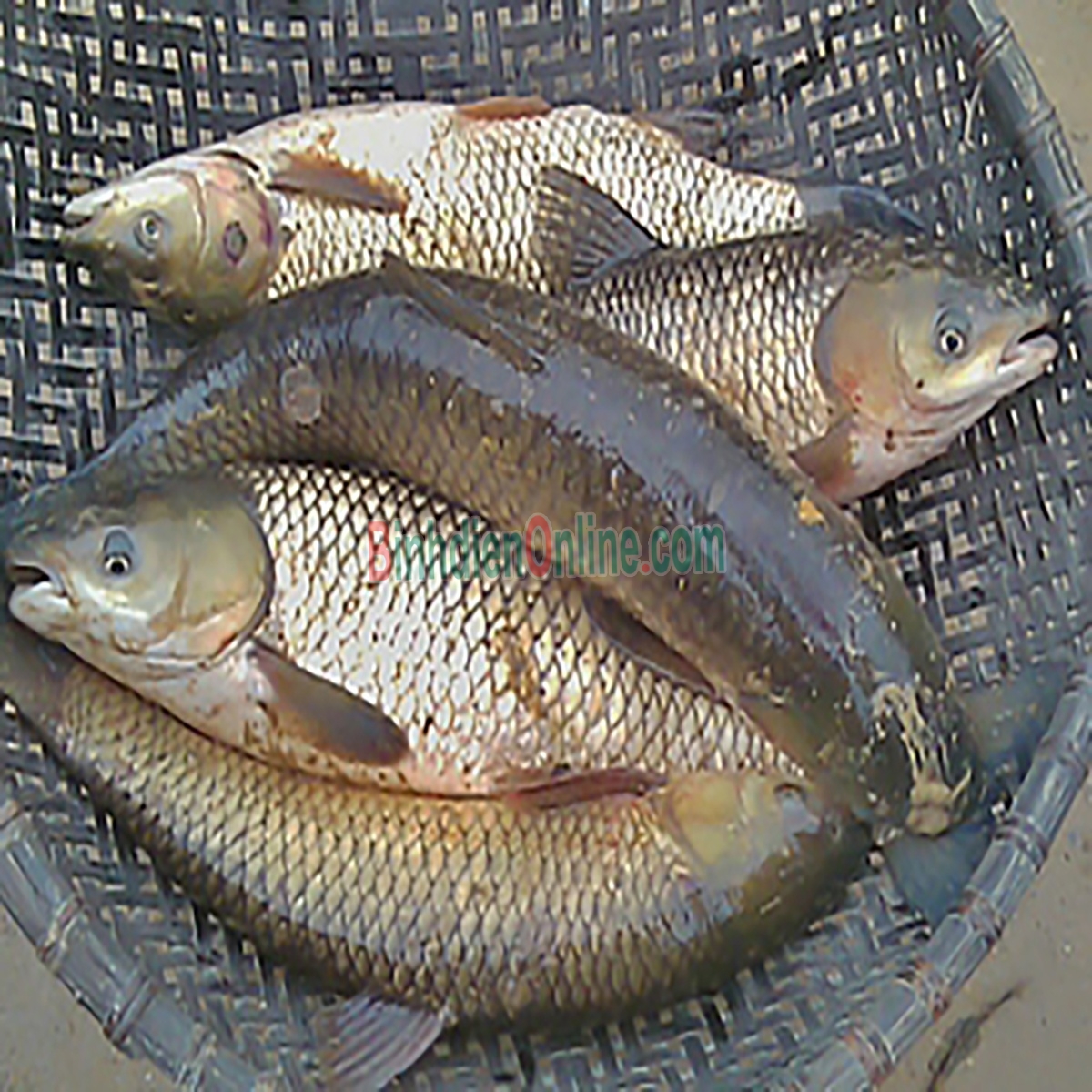 Cá trôi đã làm sạch thịt thơm ngon bổ dưỡng 2,5-3 kg/con Xuất xứ Đồng Nai