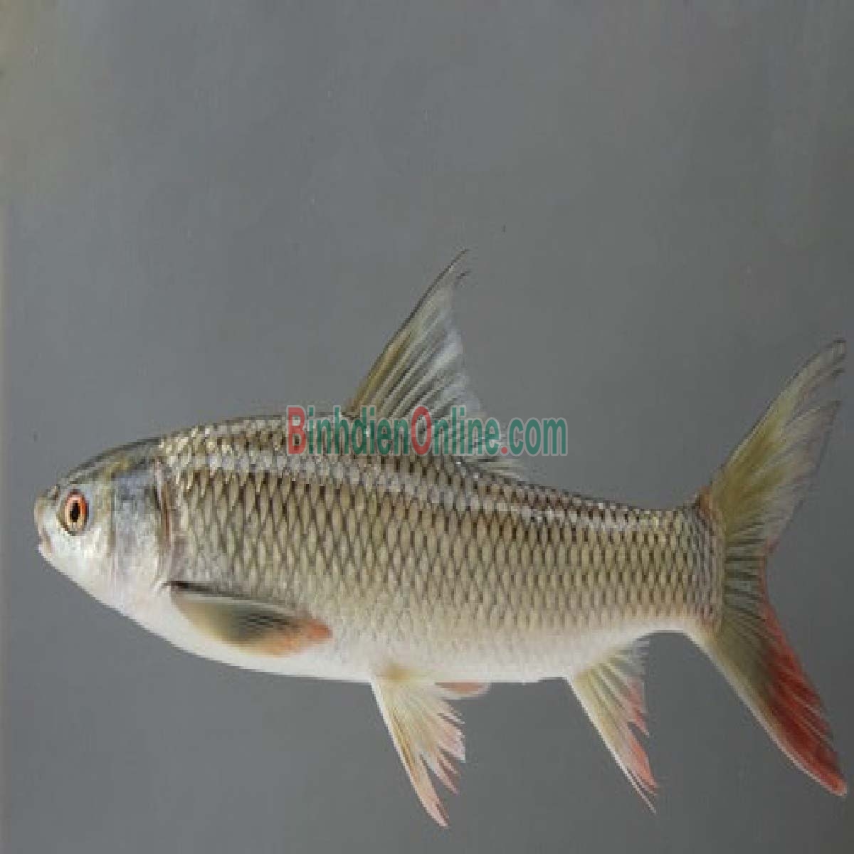 Cá trôi đã làm sạch thịt thơm ngon bổ dưỡng 2,5-3 kg/con Xuất xứ Đồng Tháp