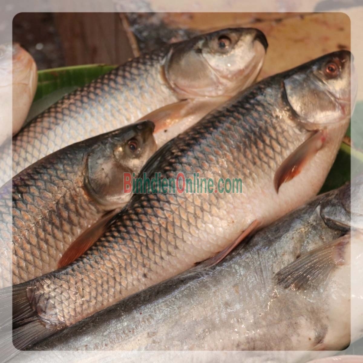 Cá trôi sống tự nhiên, vừa đánh bắt 2-2,5 kg/con Xuất xứ An Giang