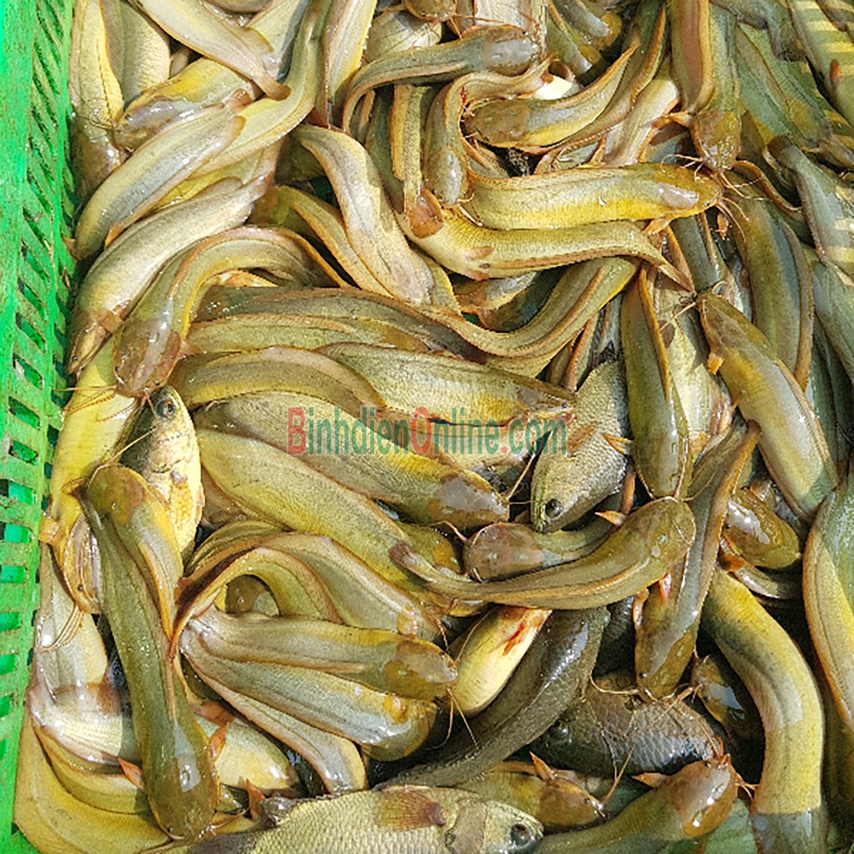 Cá trê vàng sống loại 1, nuôi an toàn Vietgap 0,8-1,2 kg/con Xuất xứ Tiền Giang