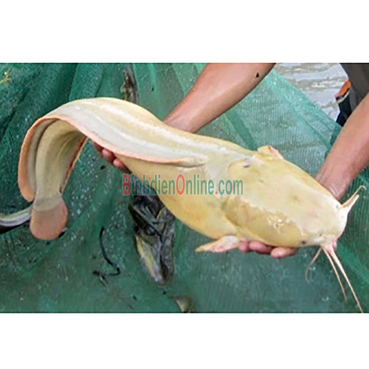 Cá trê vàng sống loại 1, nuôi an toàn Vietgap 400-600 gr/con Xuất xứ Long An