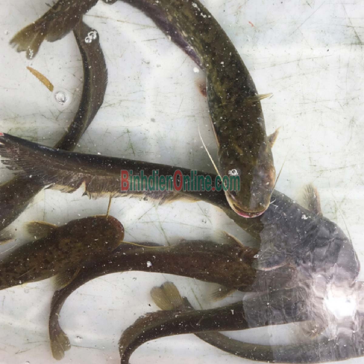 Cá trê vàng sống thiên nhiên mới đánh bắt 0,6-0,8 kg/con Xuất xứ Đồng Nai