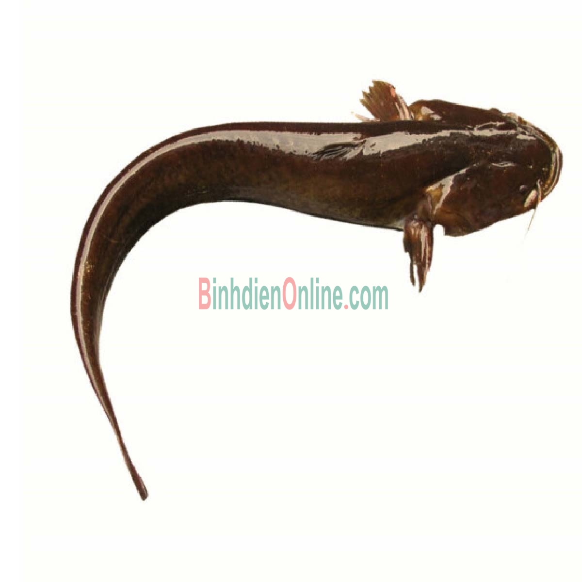 Cá trê vàng sống loại 1, nuôi an toàn Vietgap 0,6-0,8 kg/con Xuất xứ Tây Ninh