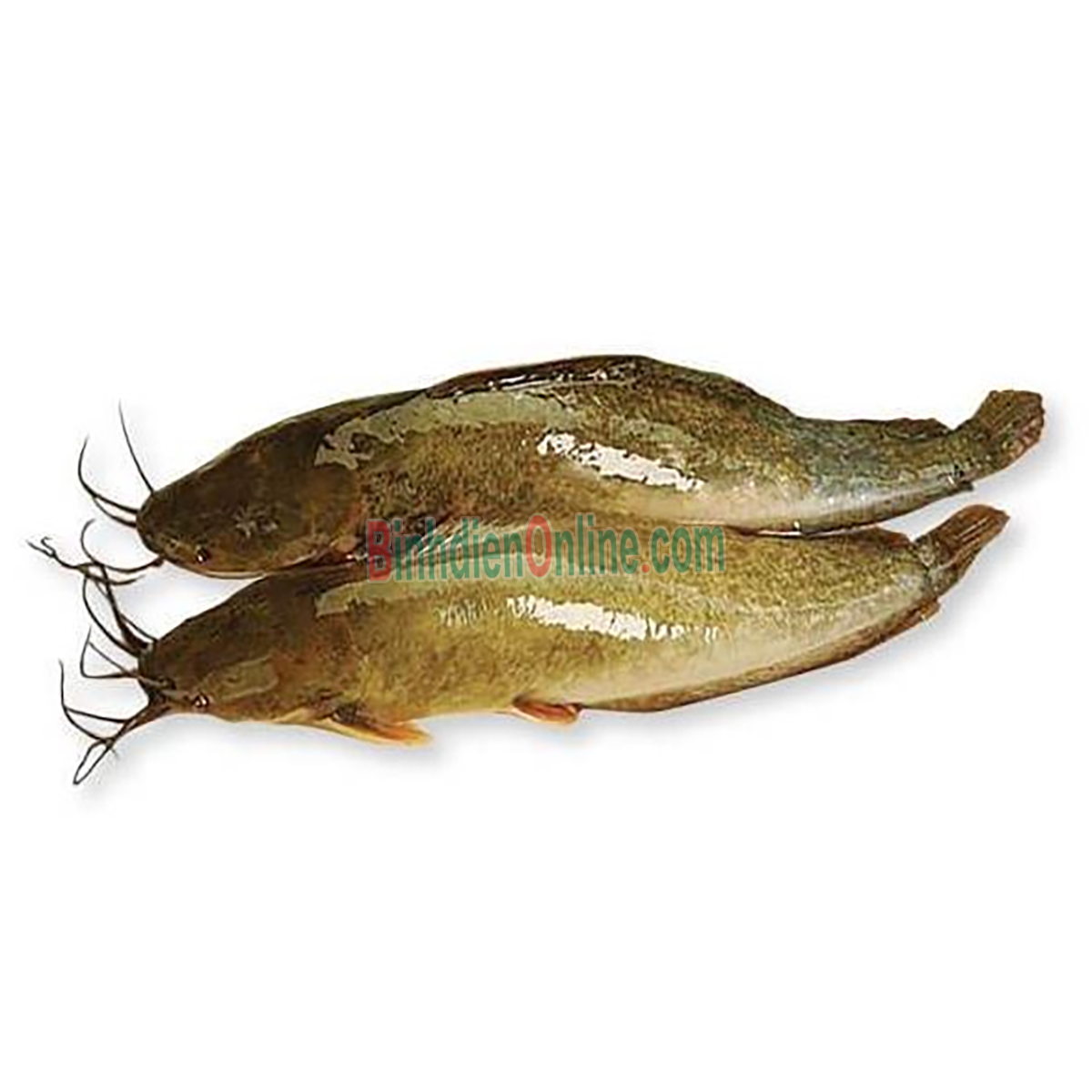 Cá trê vàng sống thiên nhiên mới đánh bắt 0,8-1,2 kg/con Xuất xứ Đồng Nai