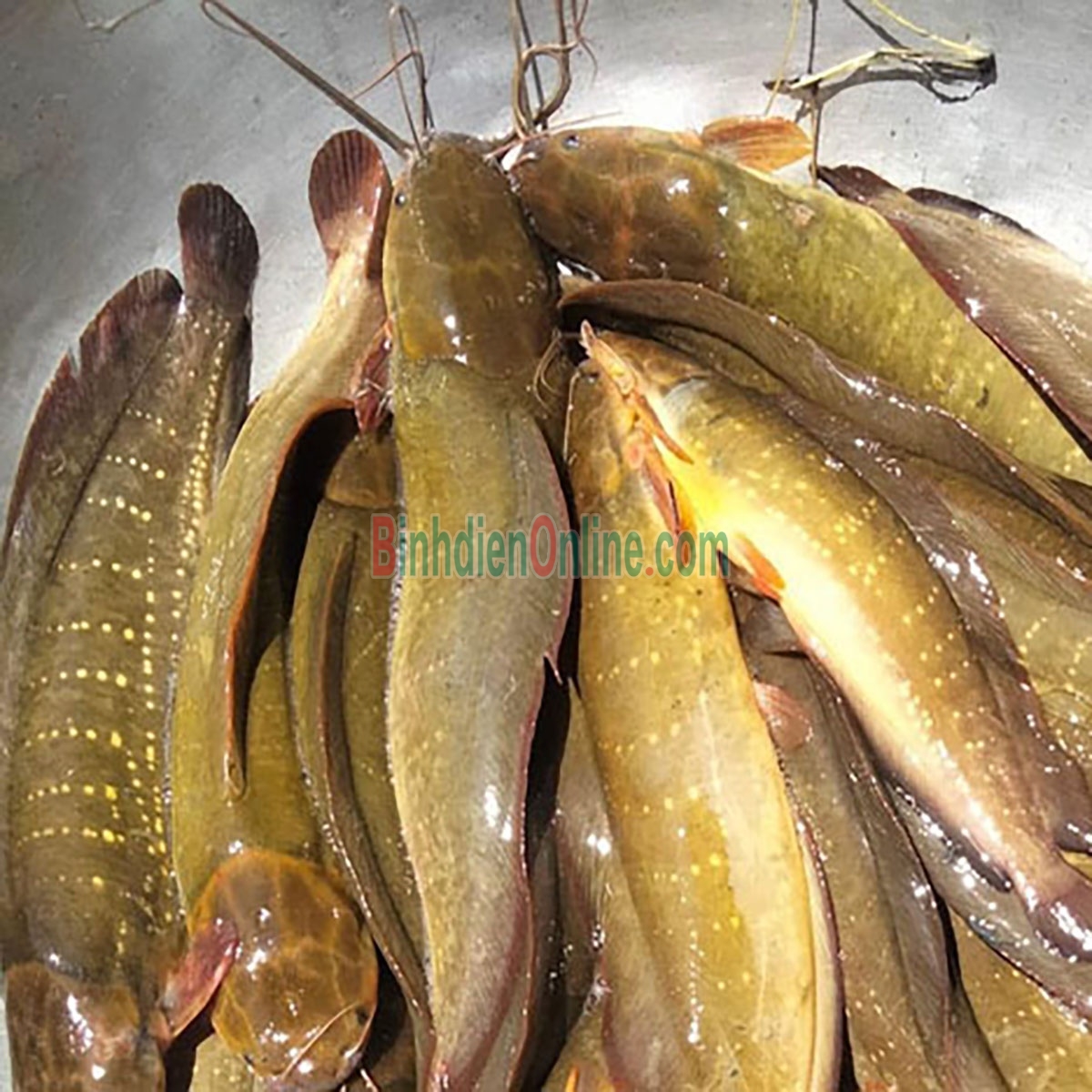 Cá trê vàng sống thiên nhiên mới đánh bắt 400-600 gr/con Xuất xứ Tiền Giang