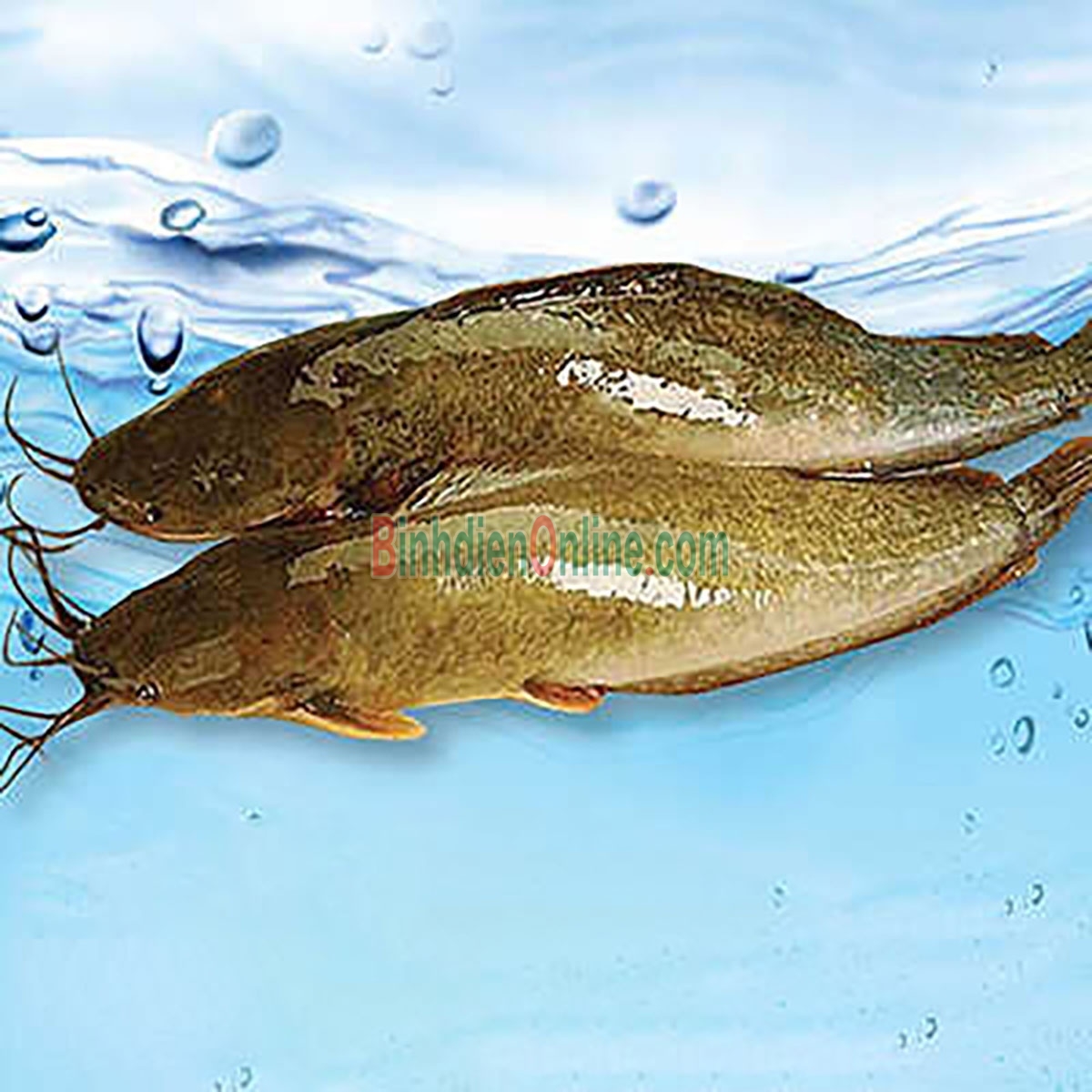 Cá trê vàng thiên nhiên còn sống, giá tốt 0,6-0,8 kg/con Xuất xứ Đồng Tháp