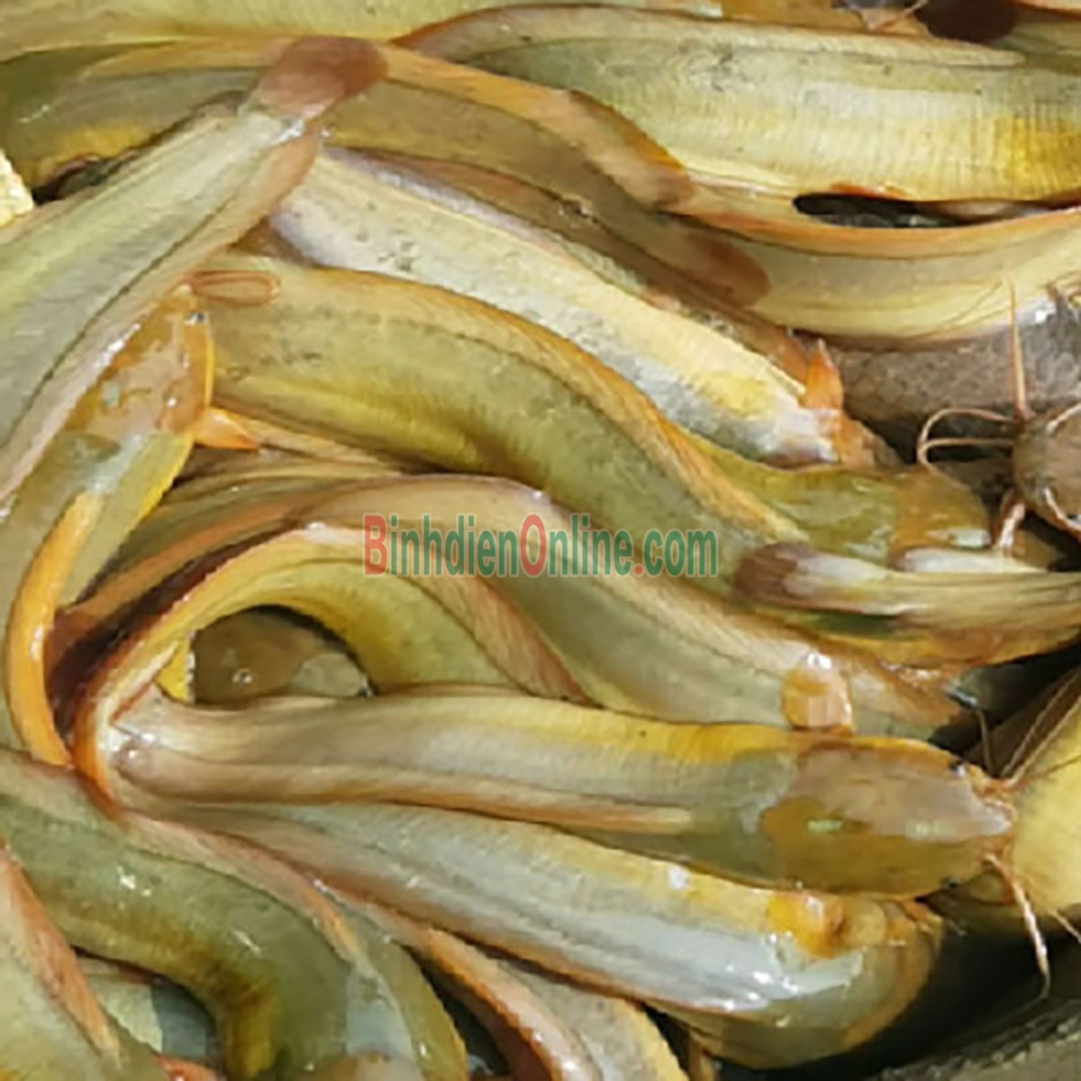 Cá trê vàng sống thiên nhiên mới đánh bắt 0,8-1,2 kg/con Xuất xứ Tiền Giang
