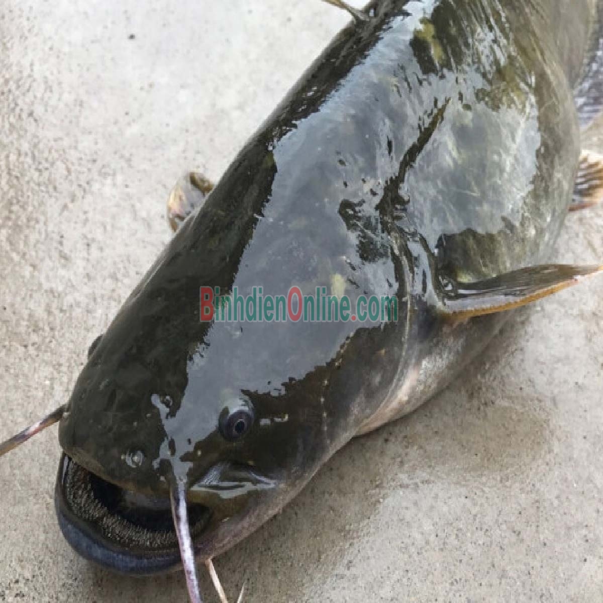 Cá trê vàng thiên nhiên đã làm sạch, giá tốt và an toàn 0,6-0,8 kg/con Xuất xứ Tây Ninh