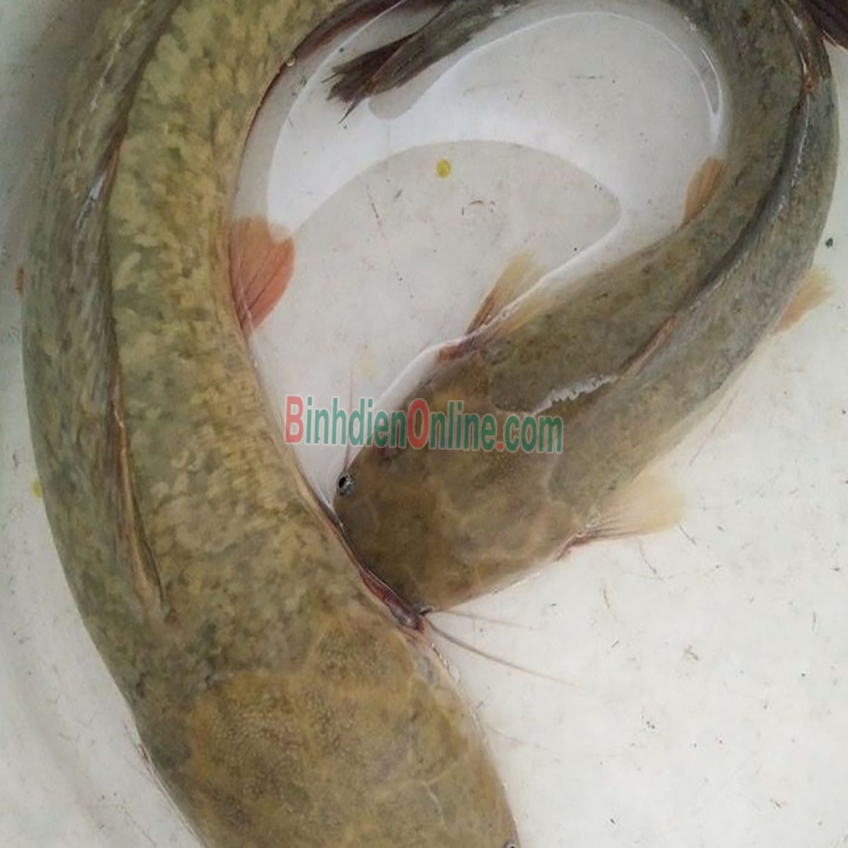 Cá trê vàng thiên nhiên còn sống, giá tốt 0,8-1,2 kg/con Xuất xứ Đồng Nai
