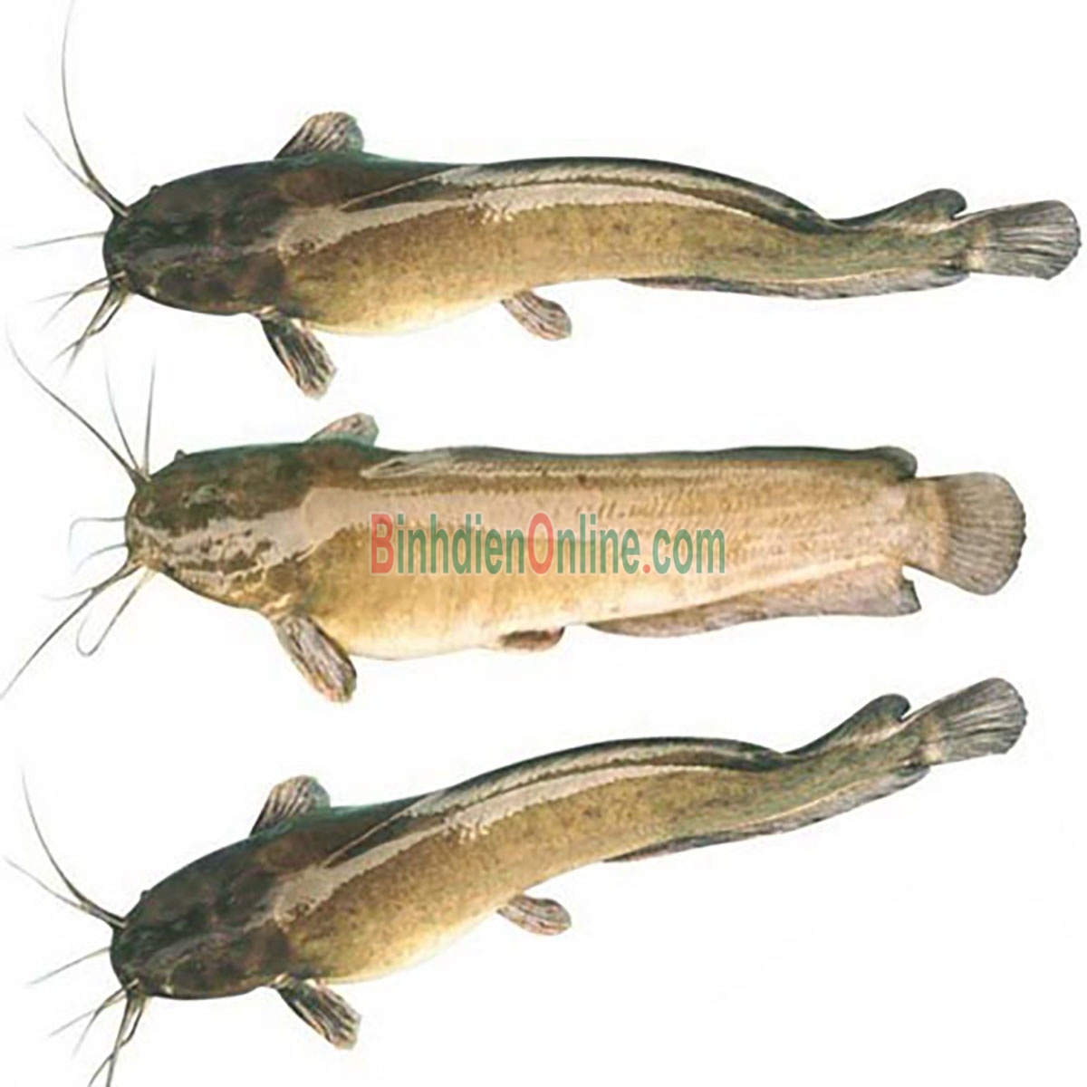 Cá trê vàng thiên nhiên còn sống, giá tốt 0,6-0,8 kg/con Xuất xứ Long An