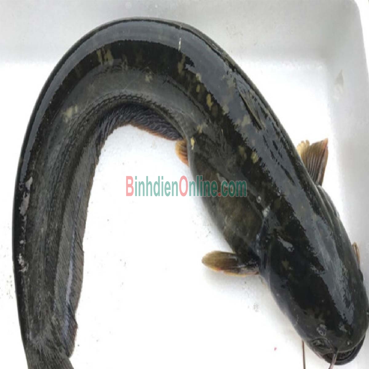 Cá trê đen sống giá tốt và an toàn 0,8-1,2 kg/con Xuất xứ Long An