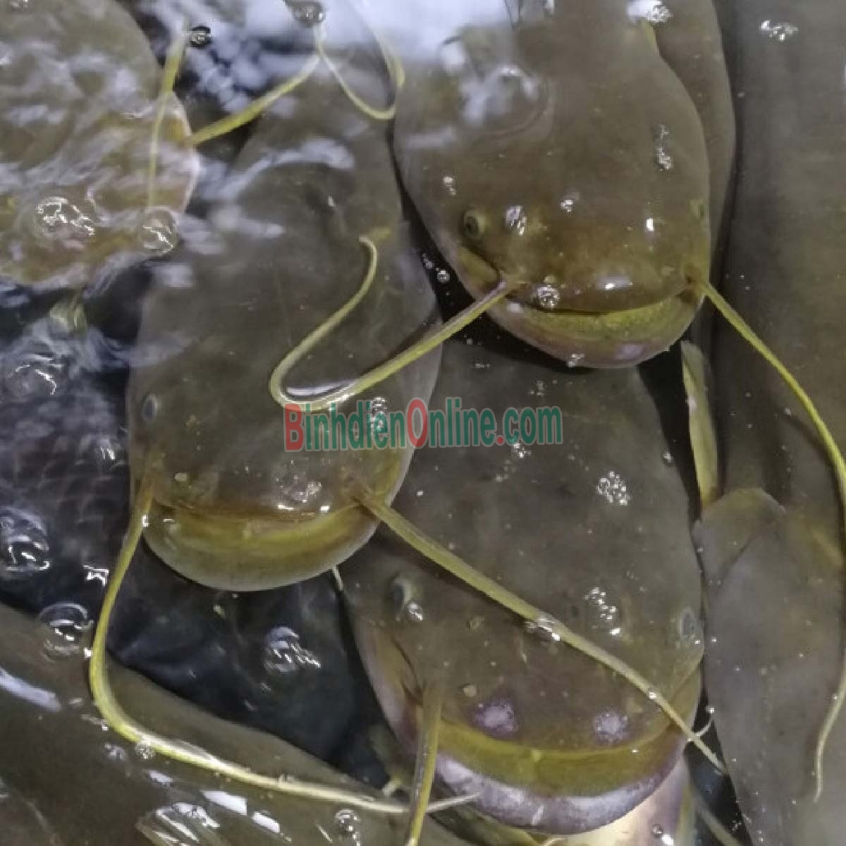 Cá trê đen sống giá tốt và an toàn 0,6-0,8 kg/con Xuất xứ Long An