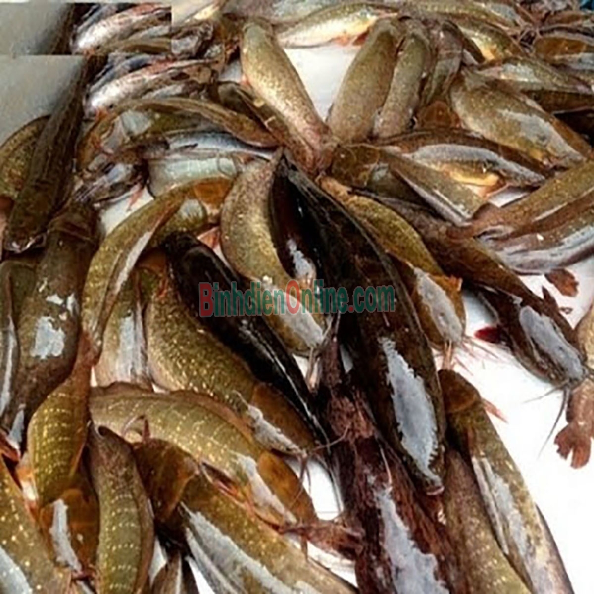Cá trê đen sống thiên nhiên mới đánh bắt, giá tốt 0,6-0,8 kg/con Xuất xứ Tây Ninh