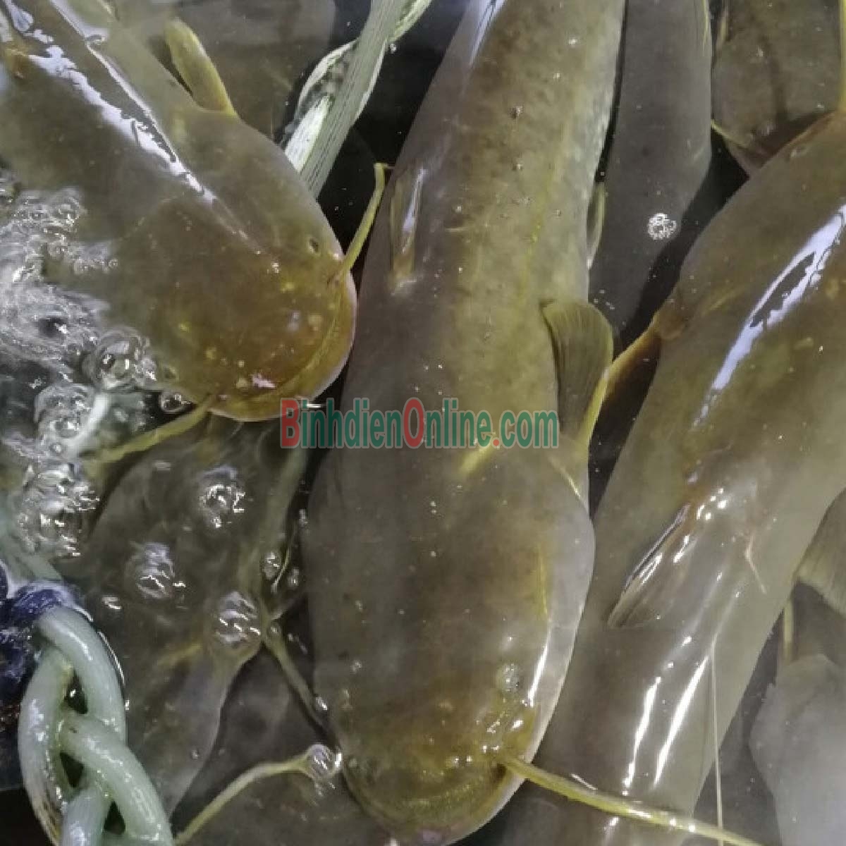 Cá trê đen sống nuôi an toàn VietGAP 0,6-0,8 kg/con Xuất xứ Tây Ninh