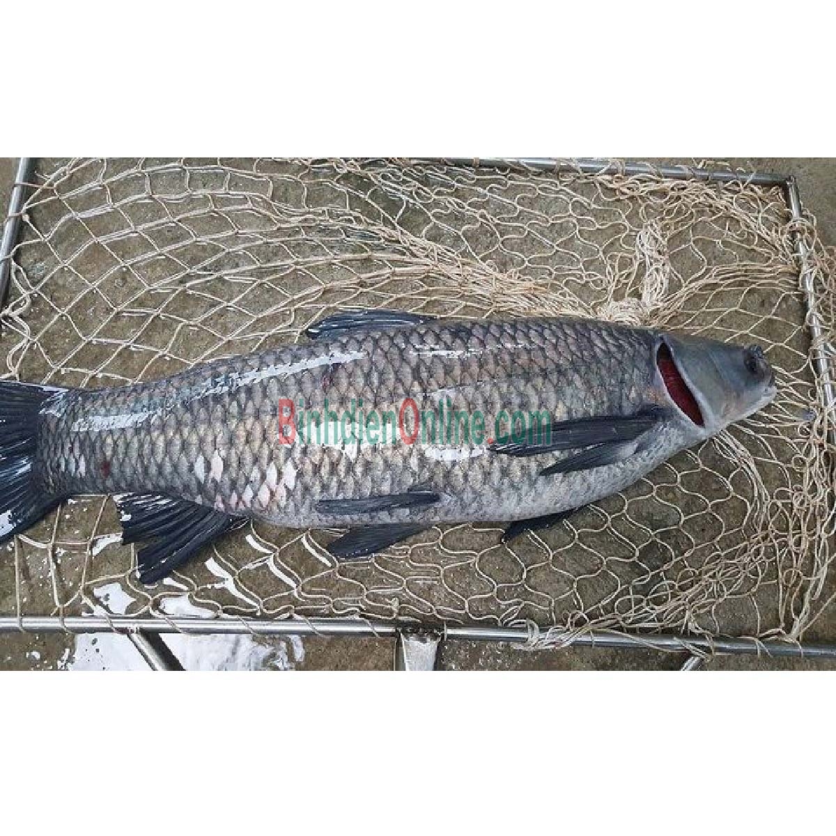 Cá trắm đen còn sống, vừa đánh bắt 4-5 kg/con Xuất xứ Tây Ninh