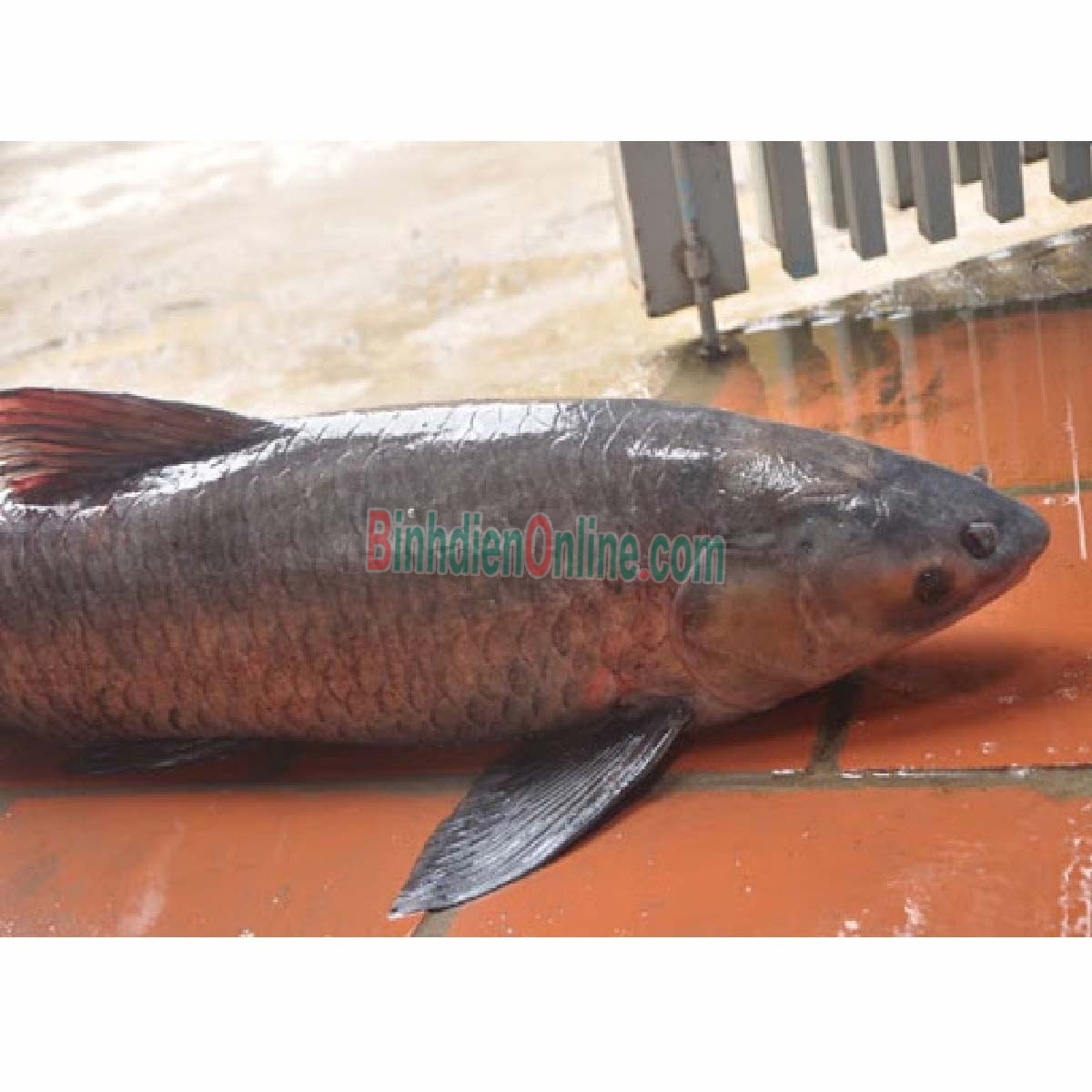 Cá trắm đen sống giá tốt 6-7 kg/con Xuất xứ Tây Ninh