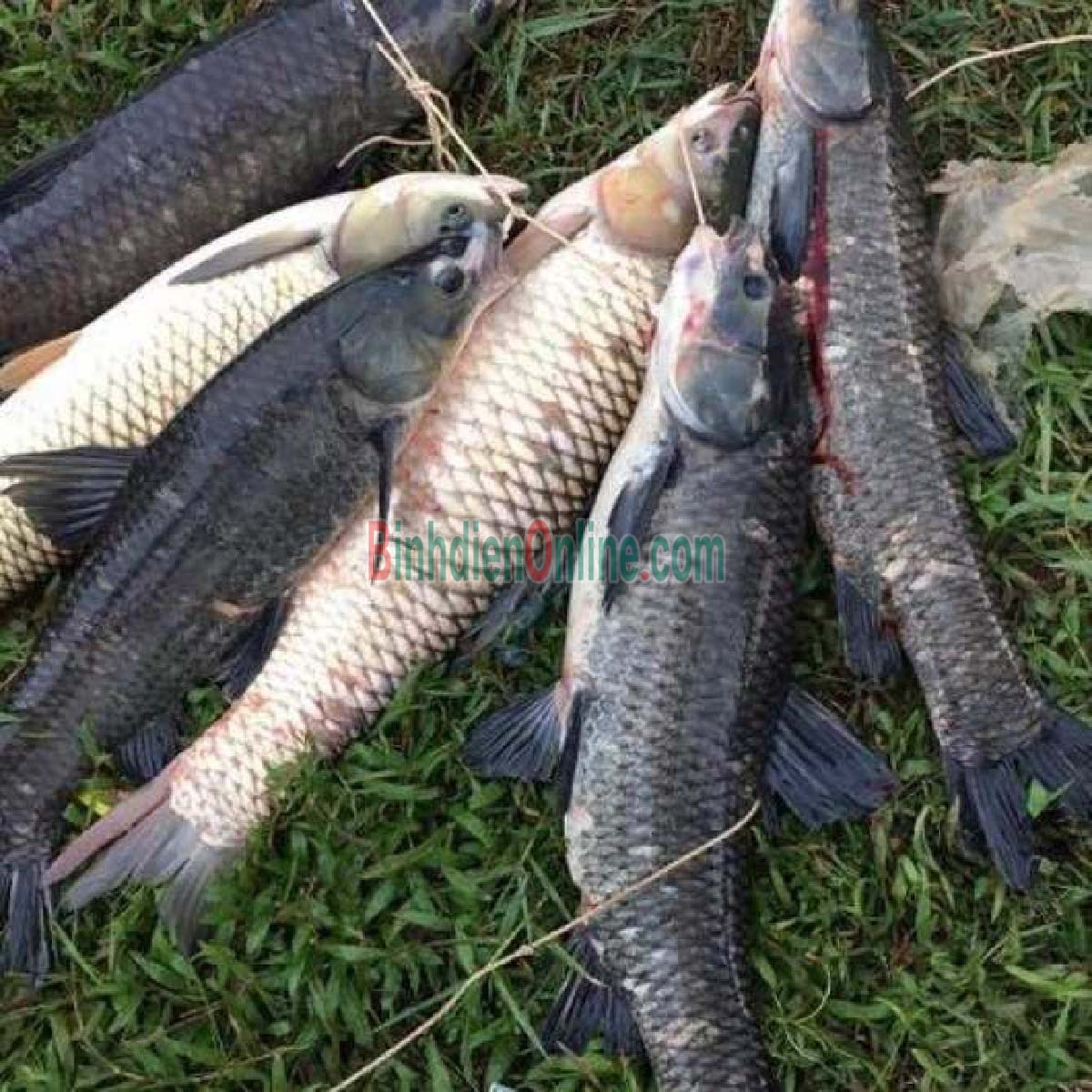 Cá trắm đen còn sống, vừa đánh bắt 6-7 kg/con Xuất xứ Tây Ninh