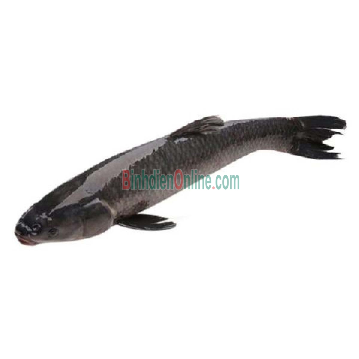 Cá trắm đen còn sống, vừa đánh bắt 3-4 kg/con Xuất xứ Đồng Nai