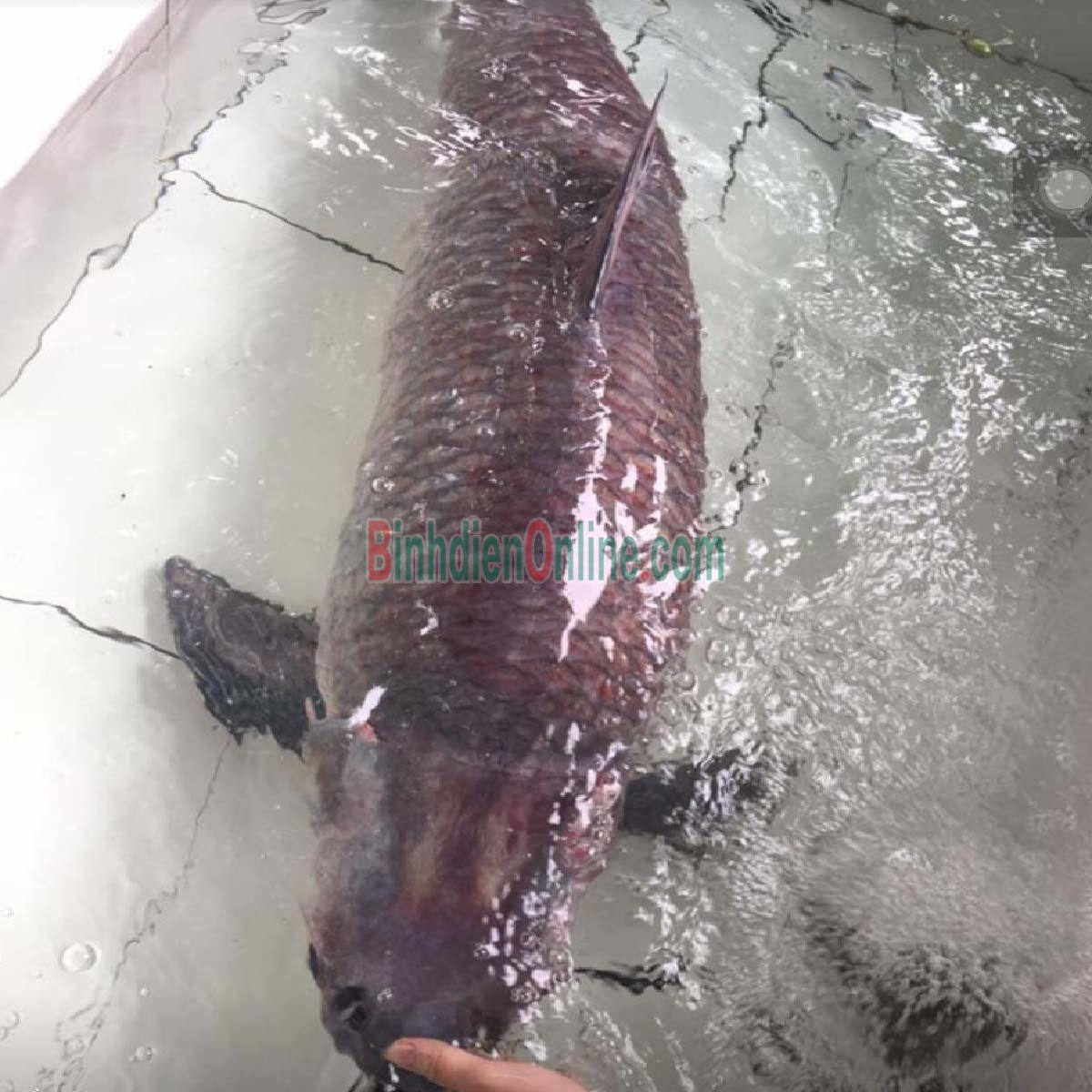 Cá trắm đen còn sống thiên nhiên 8-10 kg/con Xuất xứ Tiền Giang