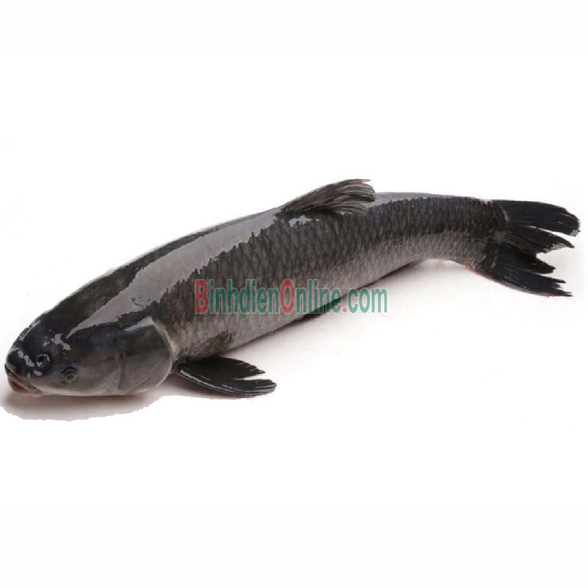Cá trắm đen sống giá tốt 3-4 kg/con Xuất xứ Đồng Nai