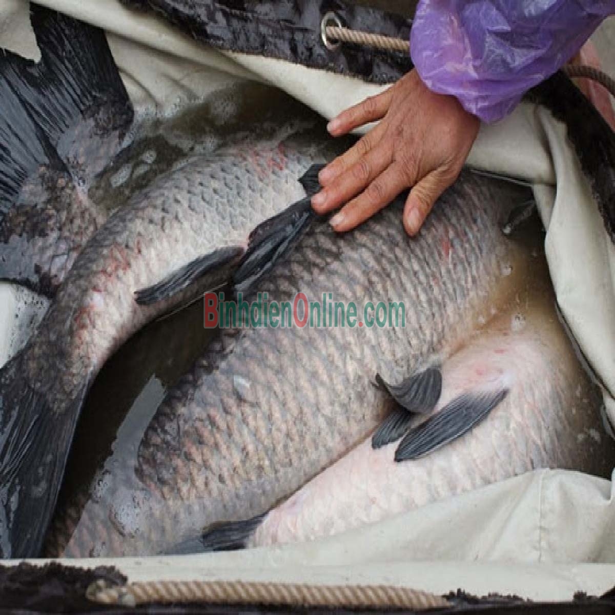 Cá trắm đen sống giá tốt 8-10 kg/con Xuất xứ Đồng Tháp