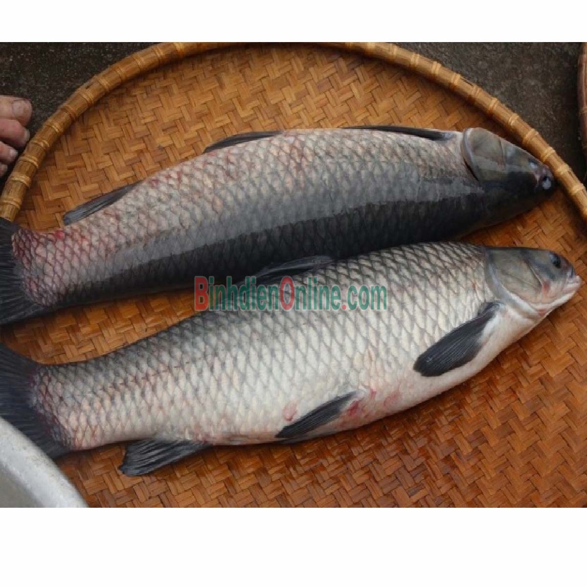 Cá trắm đen còn sống thiên nhiên 7-8 kg/con Xuất xứ An Giang