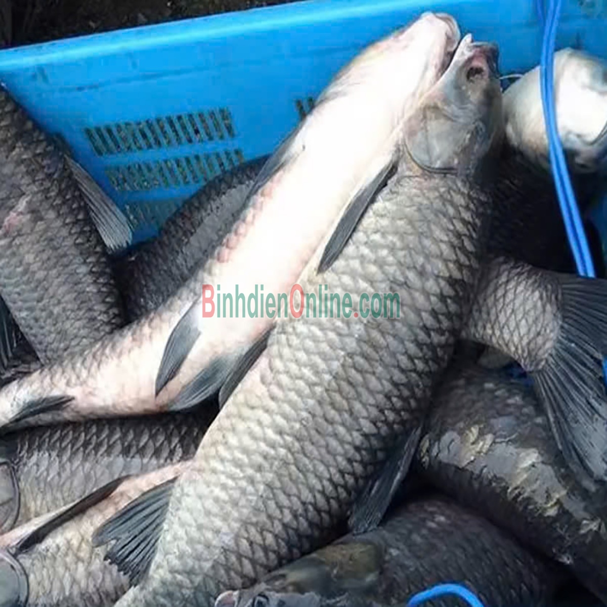 Cá trắm đen còn sống thiên nhiên 5-6 kg/con Xuất xứ Đồng Tháp