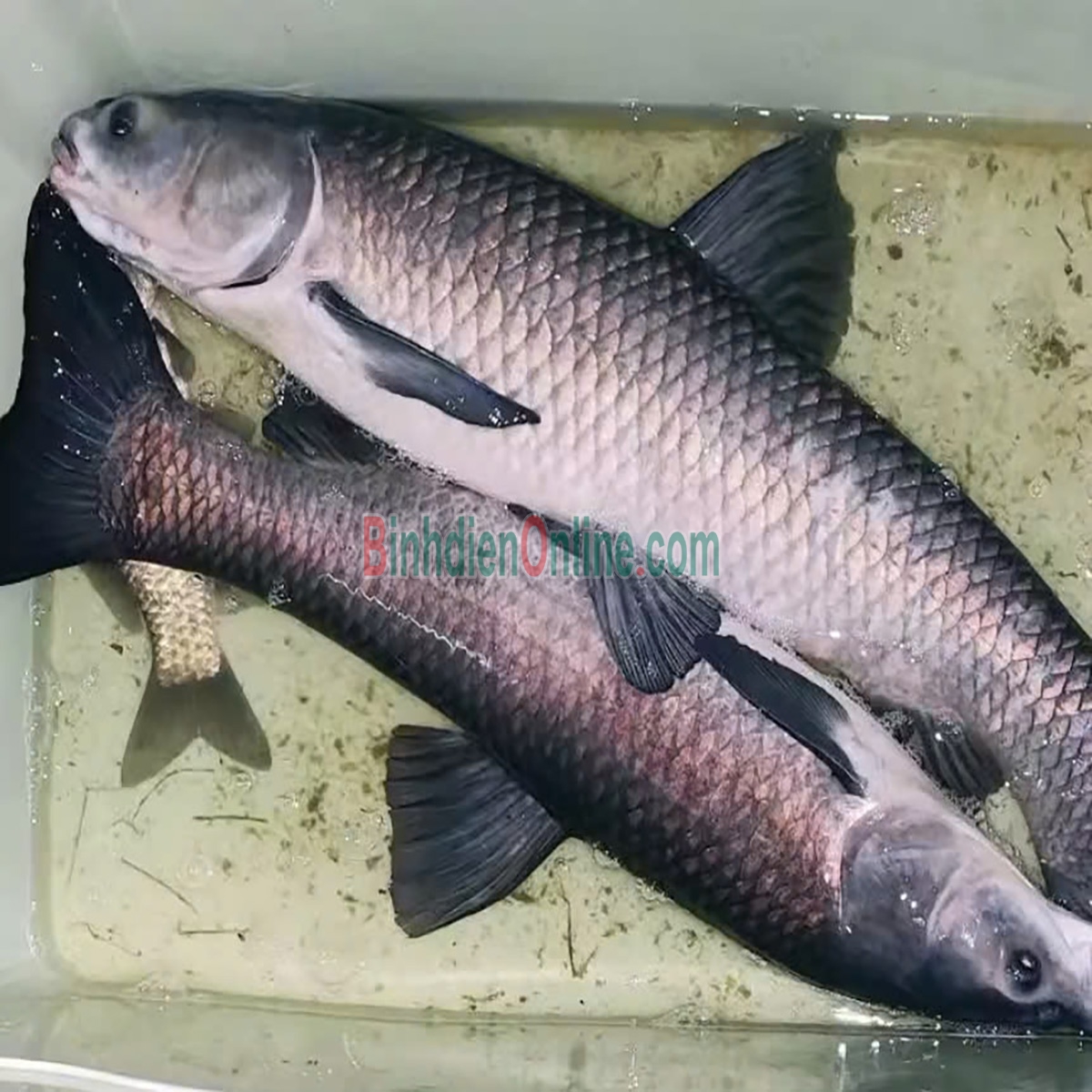 Cá trắm đen còn sống thiên nhiên 5-6 kg/con Xuất xứ An Giang