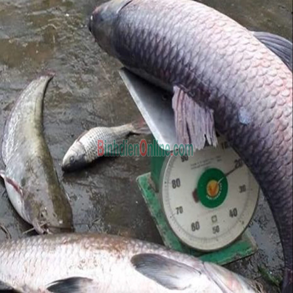 Cá trắm đen còn sống thiên nhiên 7-8 kg/con Xuất xứ Tiền Giang