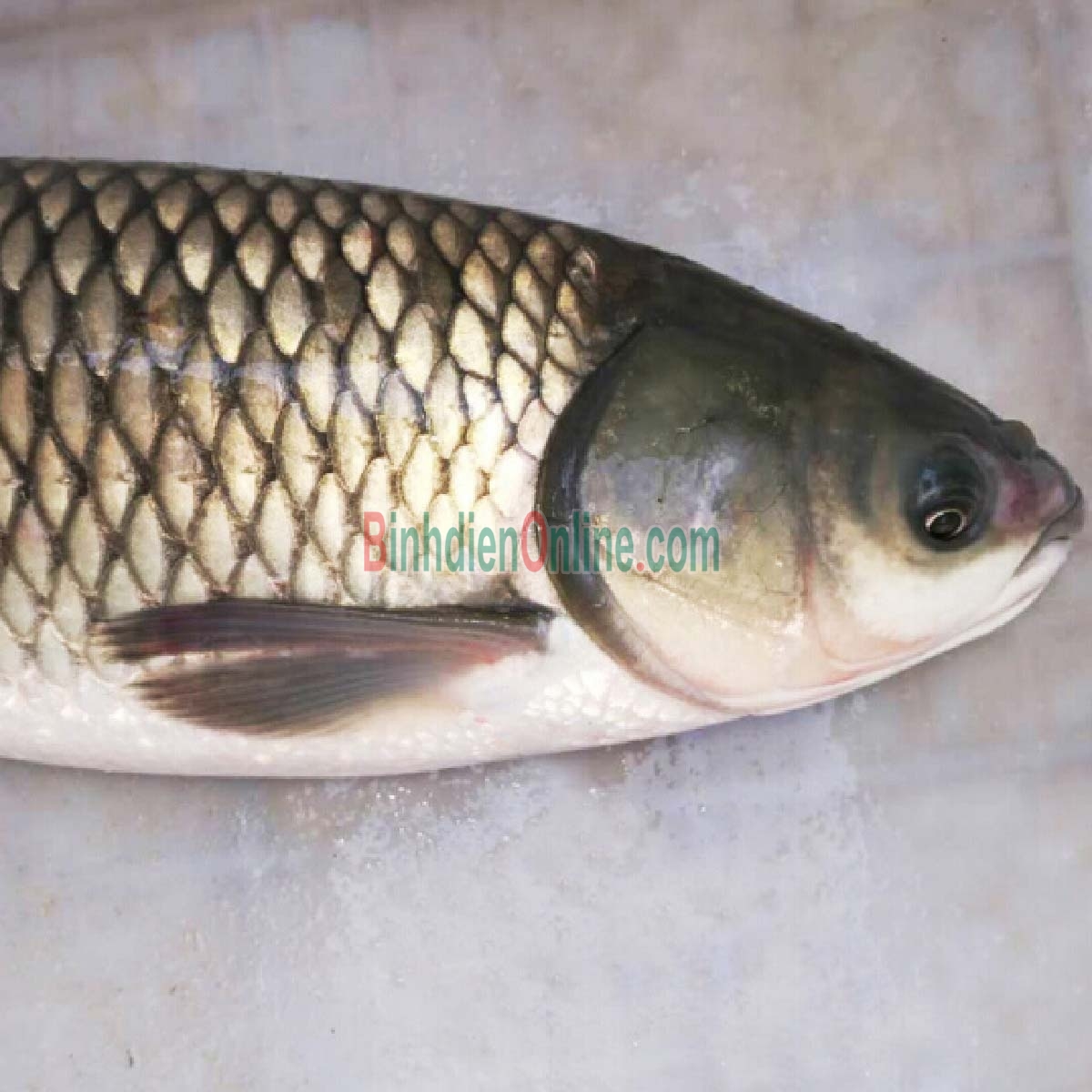 Cá trắm trắng sống giá tốt hom nay 7-8 kg/con Xuất xứ Đồng Tháp