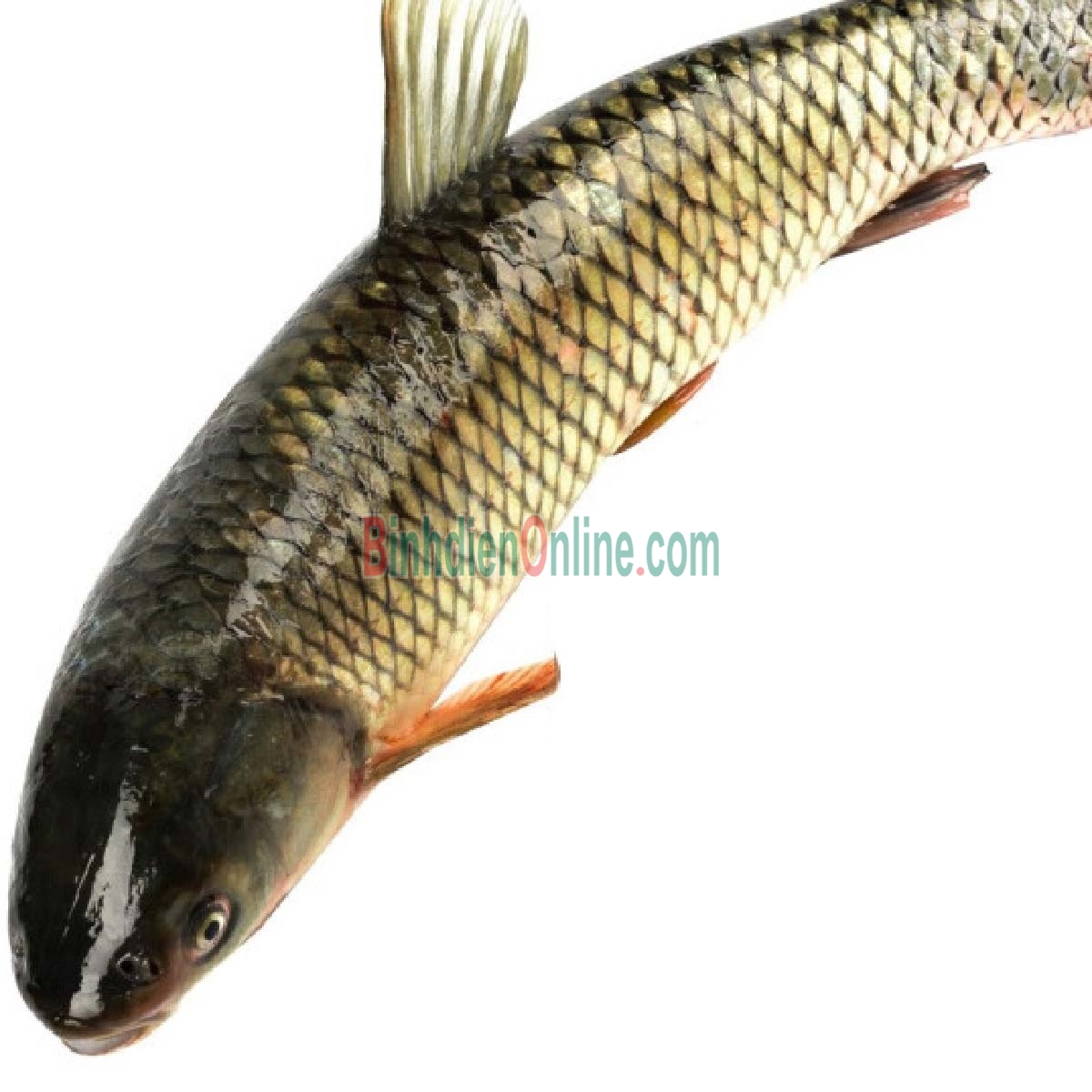 Cá trắm trắng  sống từ nhiên nhiên 7-8 kg/con Xuất xứ Đồng Nai